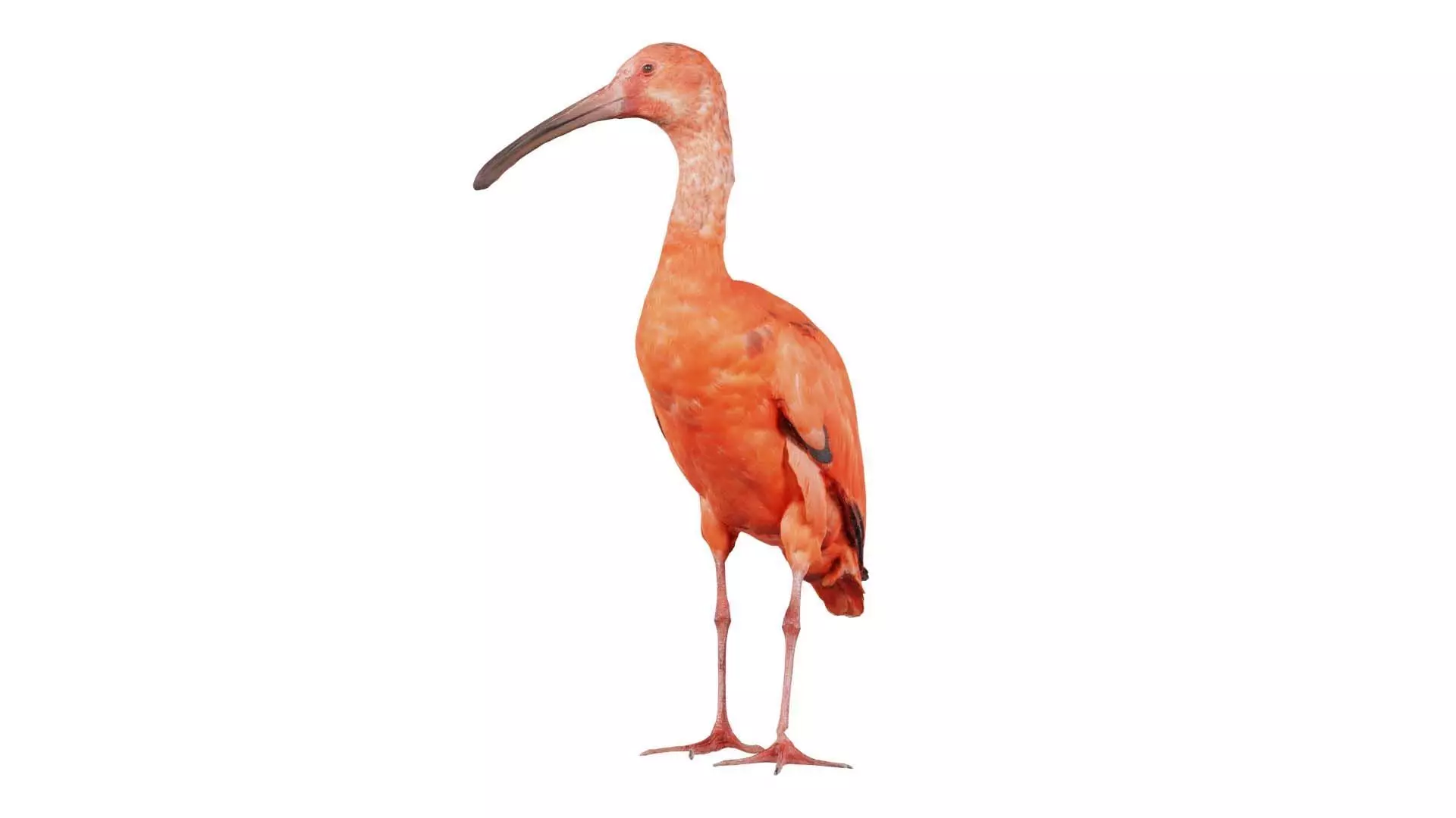 Red Ibis Eudocimus Ruber Threskiornithidae Low-poly 3D model