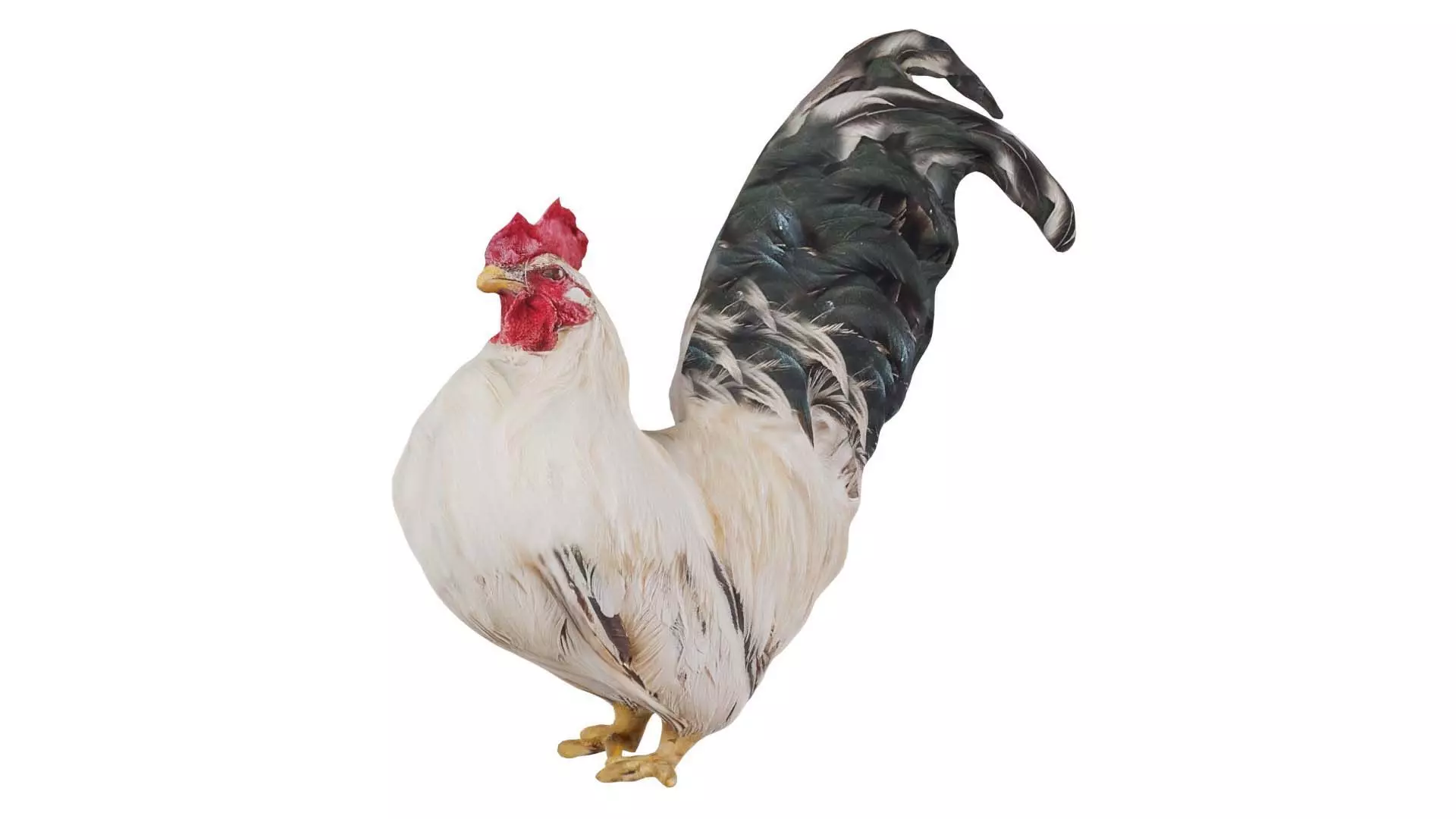 Rooster Low-poly 3D model