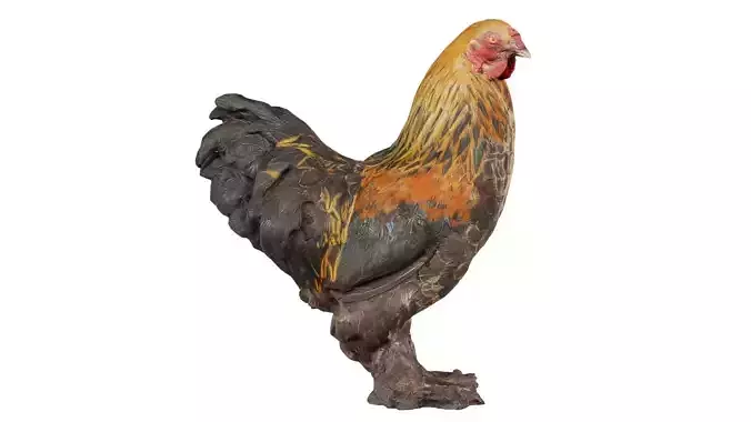 Rooster Gallus Domesticus