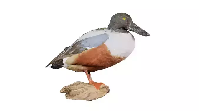 Shoveler Spatula Anas Clypeata Anatidae