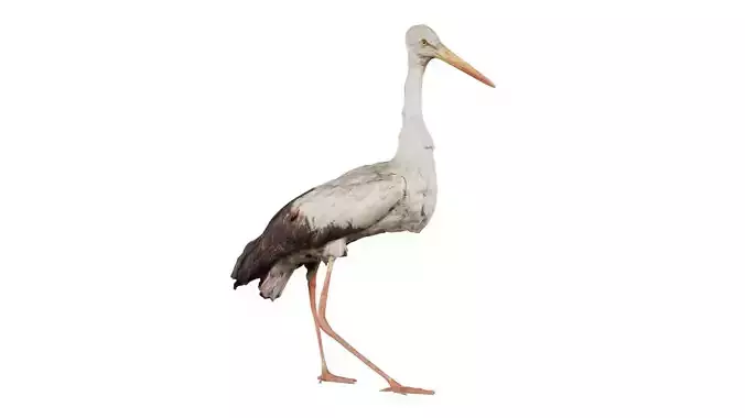 Stork Ciconiidae Ciconiiformes Low-poly 3D model