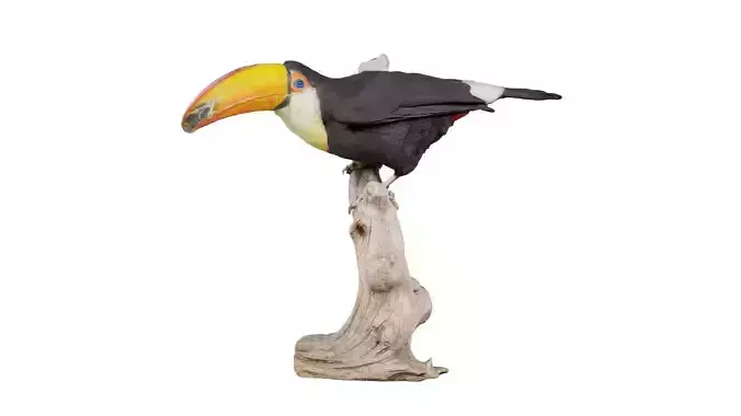 Toucan Ramphastidae Tucana Low-poly 3D model