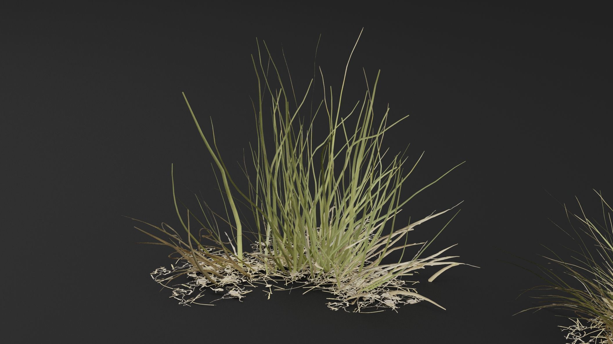 Grass Plant 3D model_0