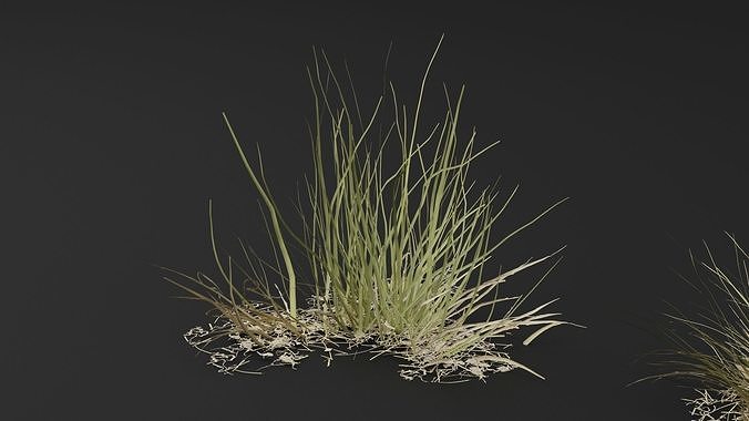 Grass Plant 3D model