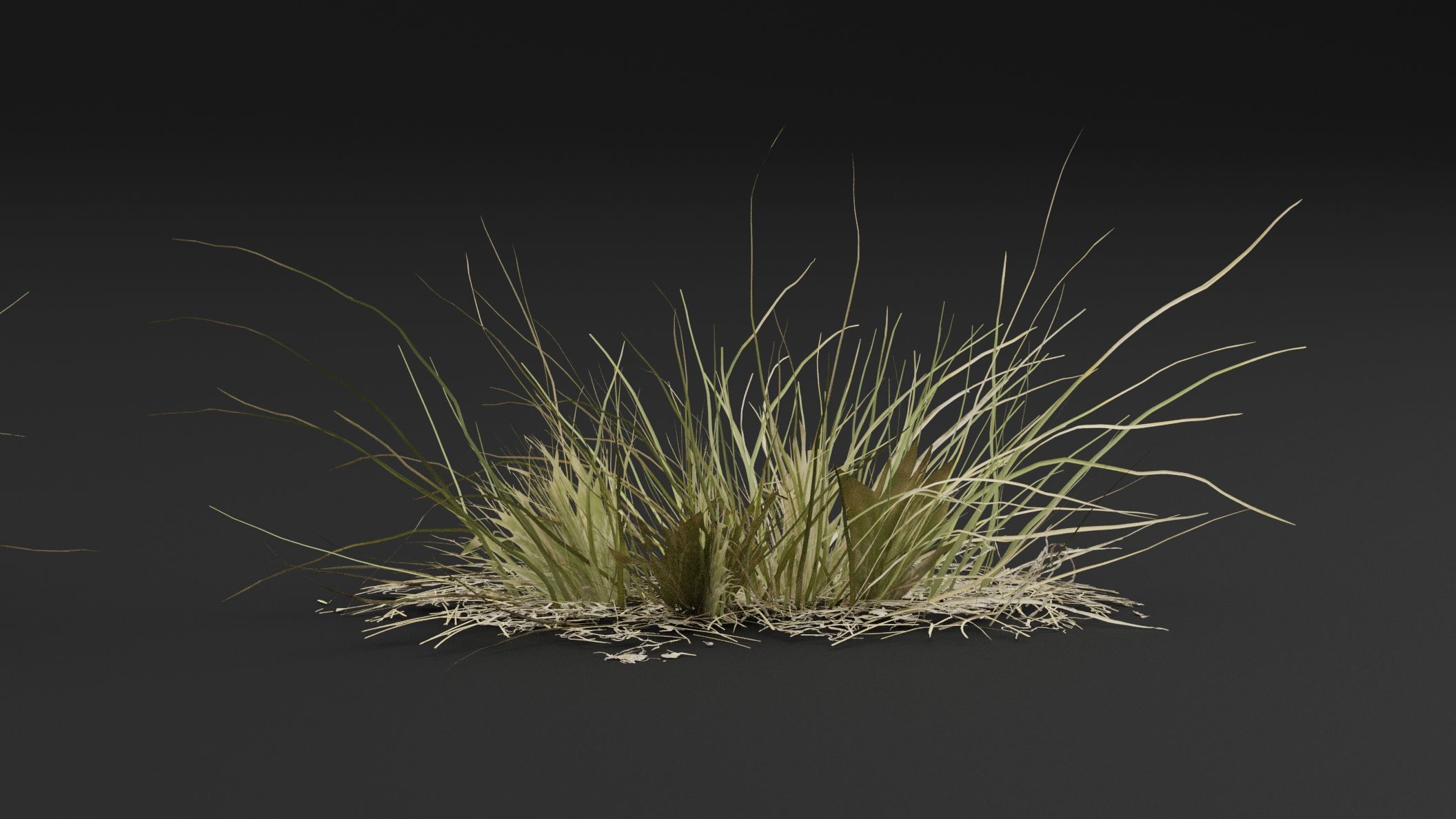 Grass Plant 3D model_3