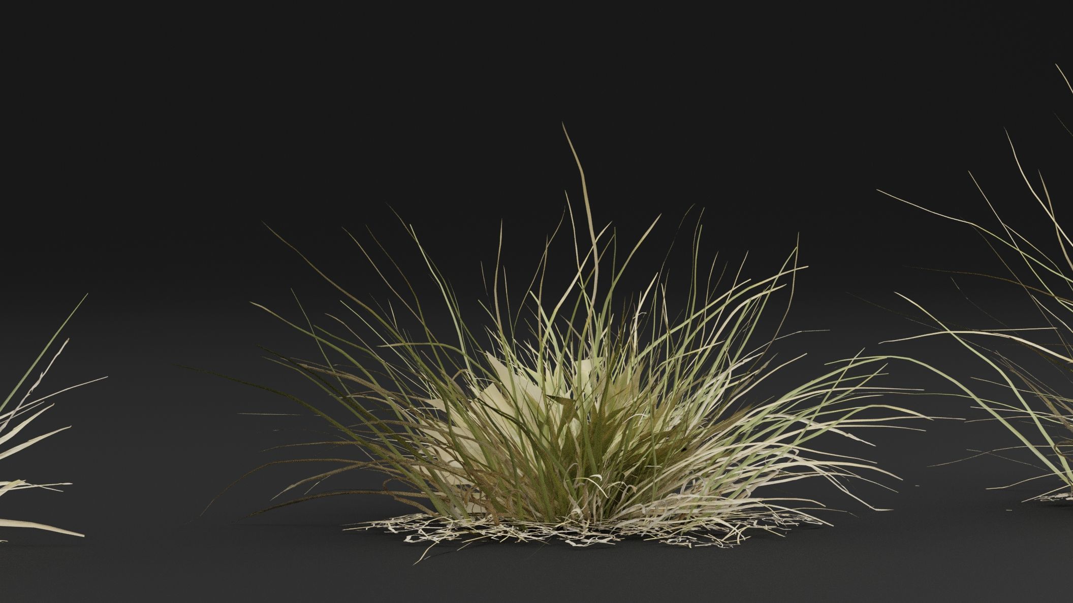 Grass Plant 3D model_4