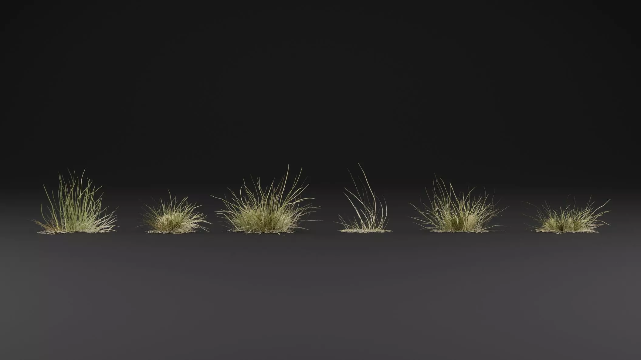 Grass Plant 3D model_1