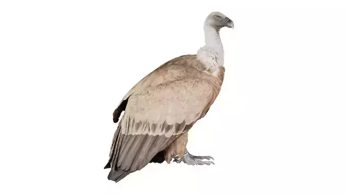 Vulture Cathartes Aura Low-poly 3D model