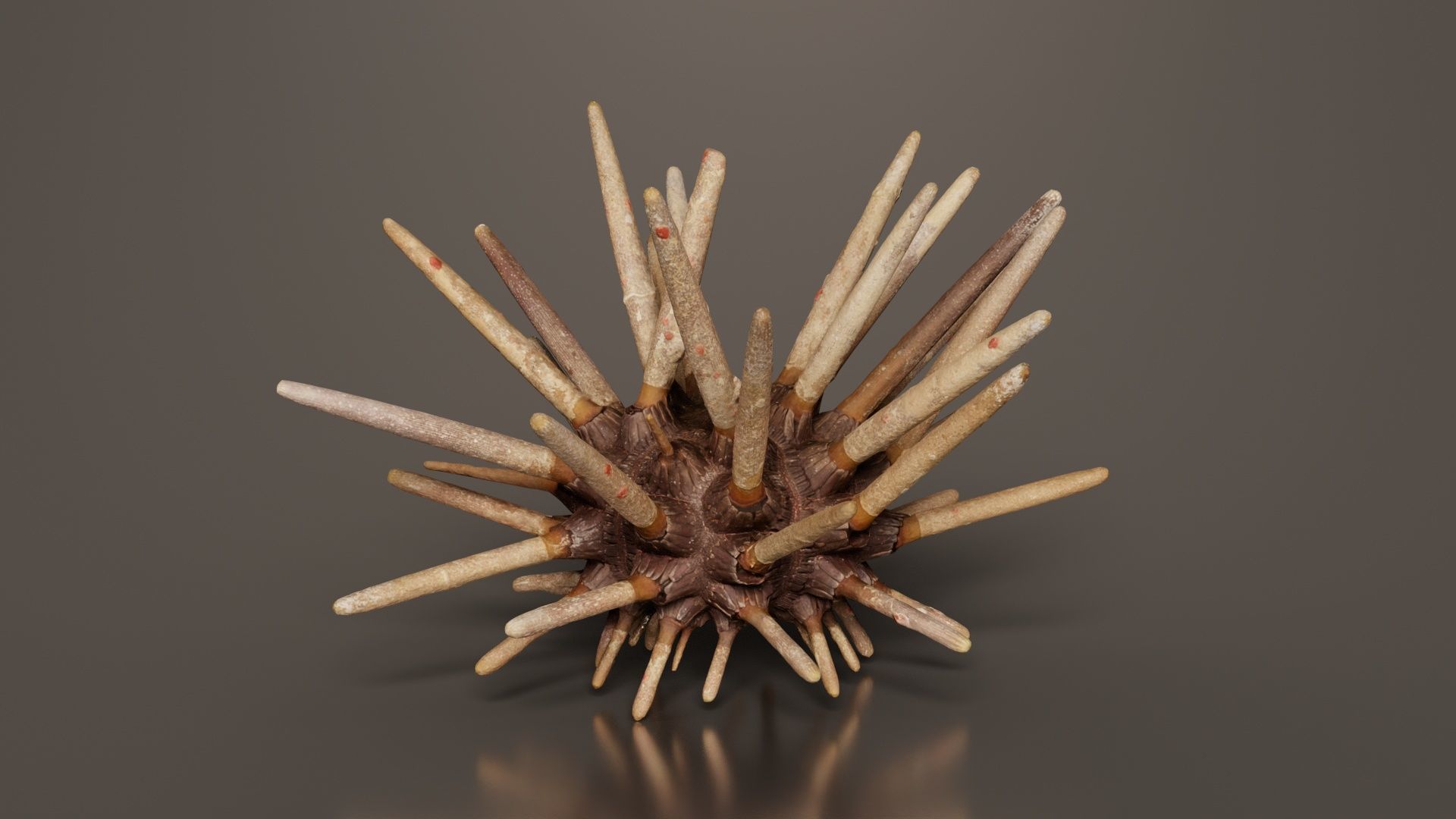 Lance Urchin Phyllacanthus Imperialis Low-poly 3D model_8