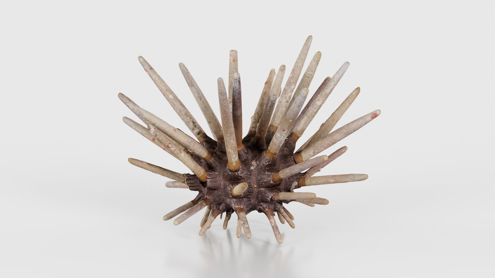 Lance Urchin Phyllacanthus Imperialis Low-poly 3D model_18