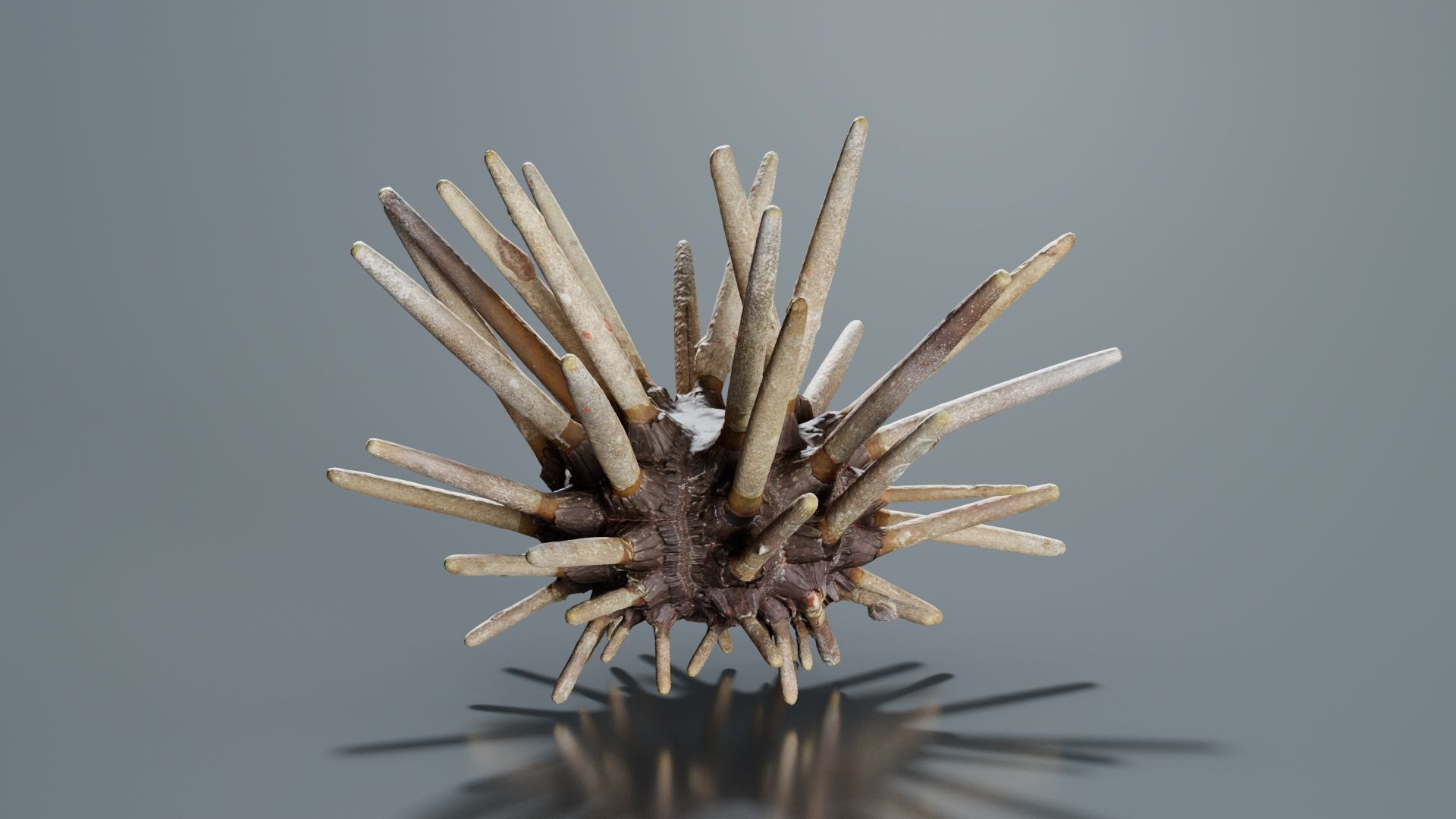 Lance Urchin Phyllacanthus Imperialis Low-poly 3D model_5