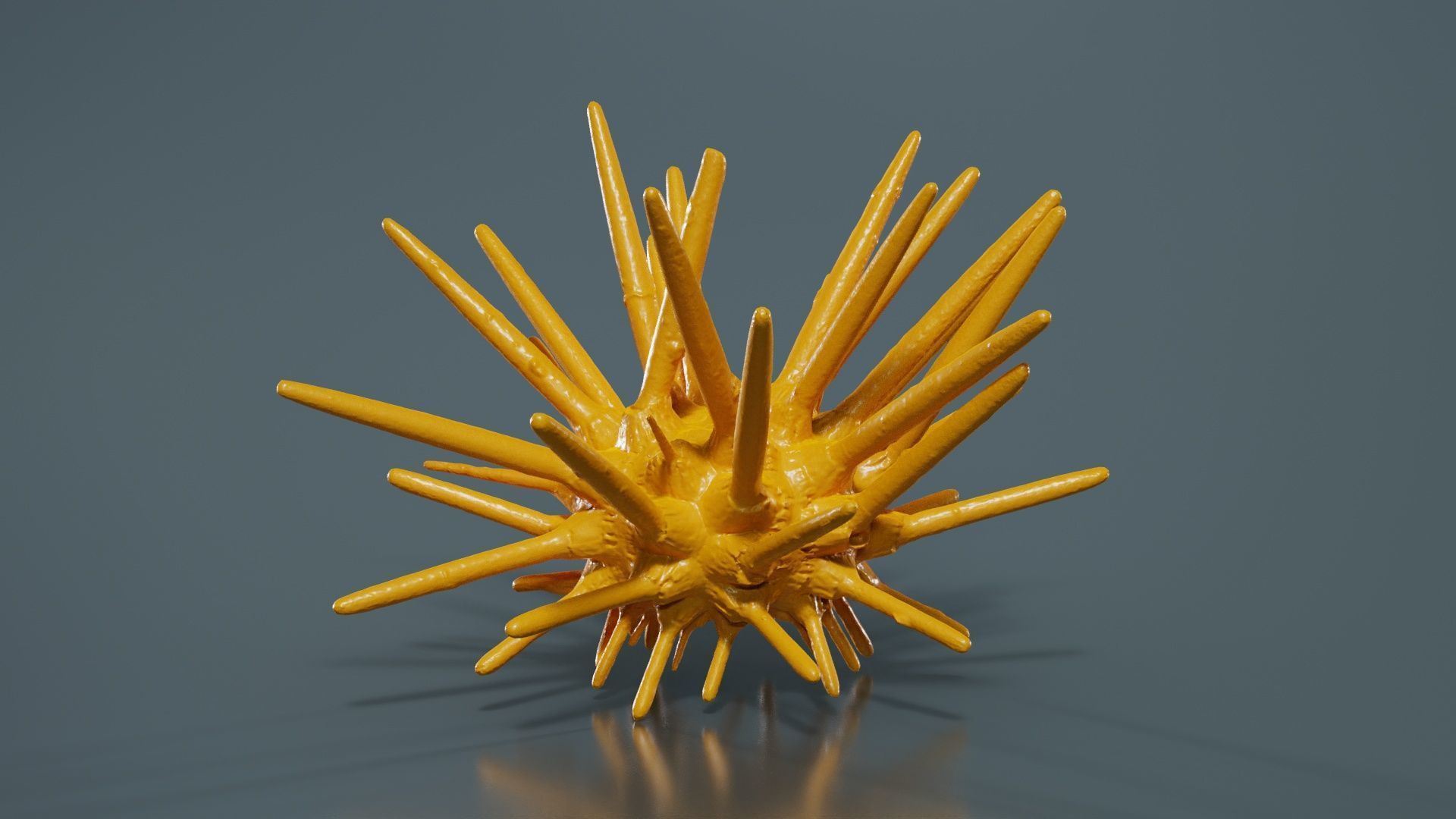 Lance Urchin Phyllacanthus Imperialis Low-poly 3D model_13
