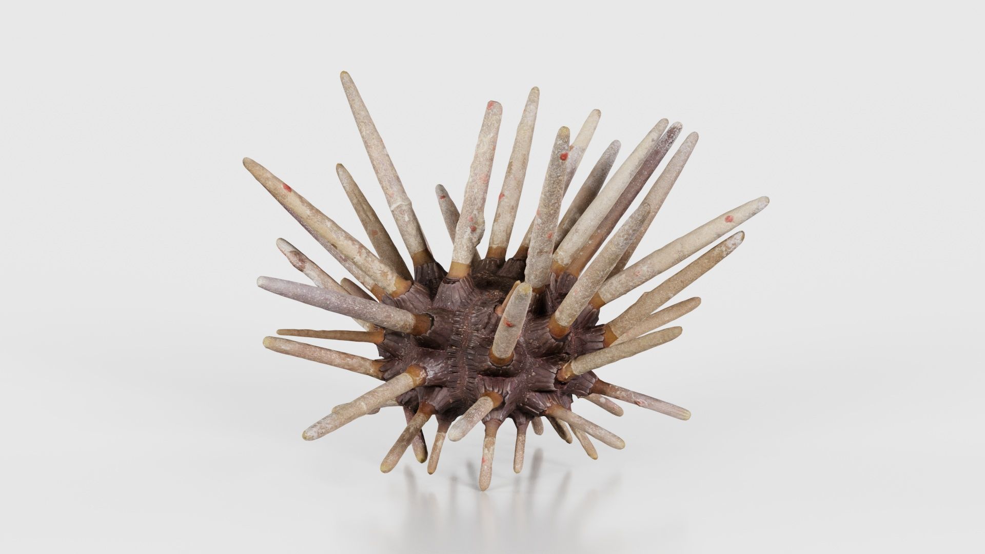 Lance Urchin Phyllacanthus Imperialis Low-poly 3D model_22