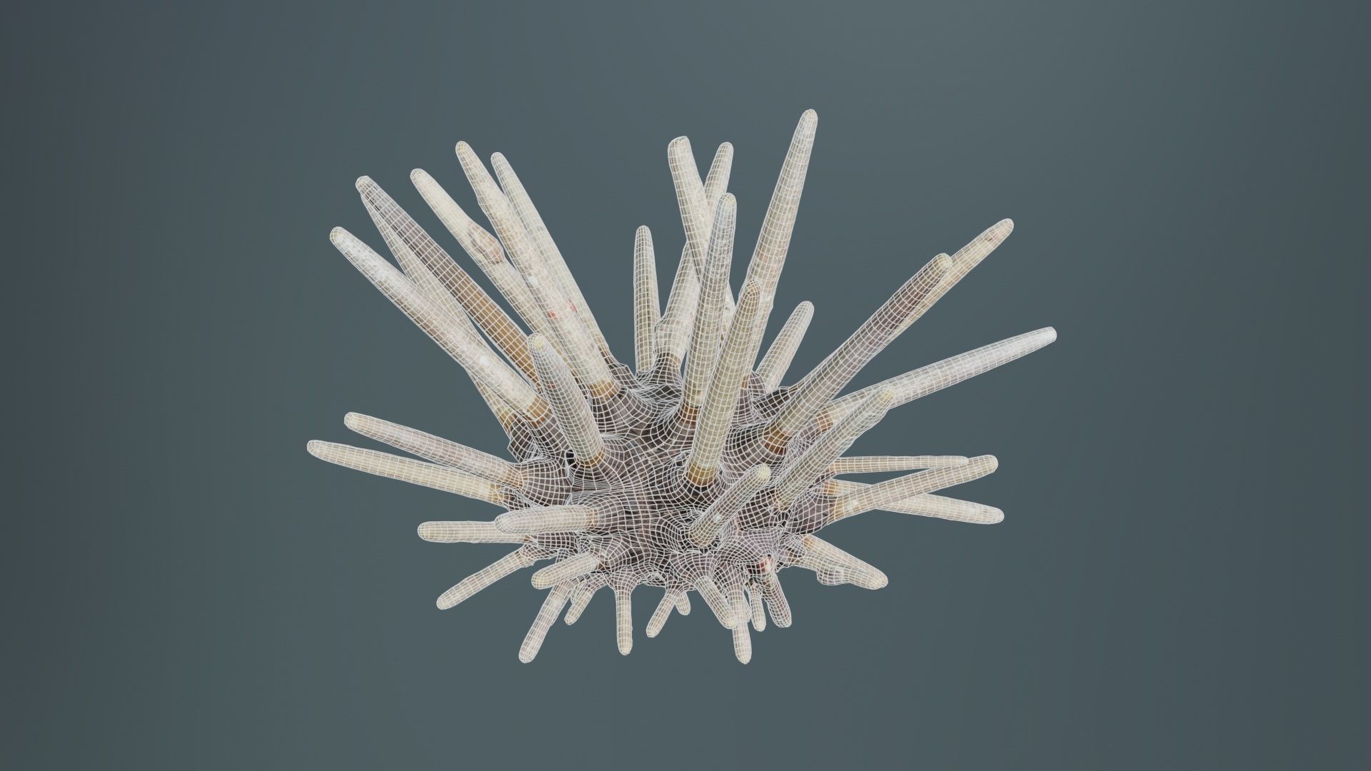 Lance Urchin Phyllacanthus Imperialis Low-poly 3D model_9