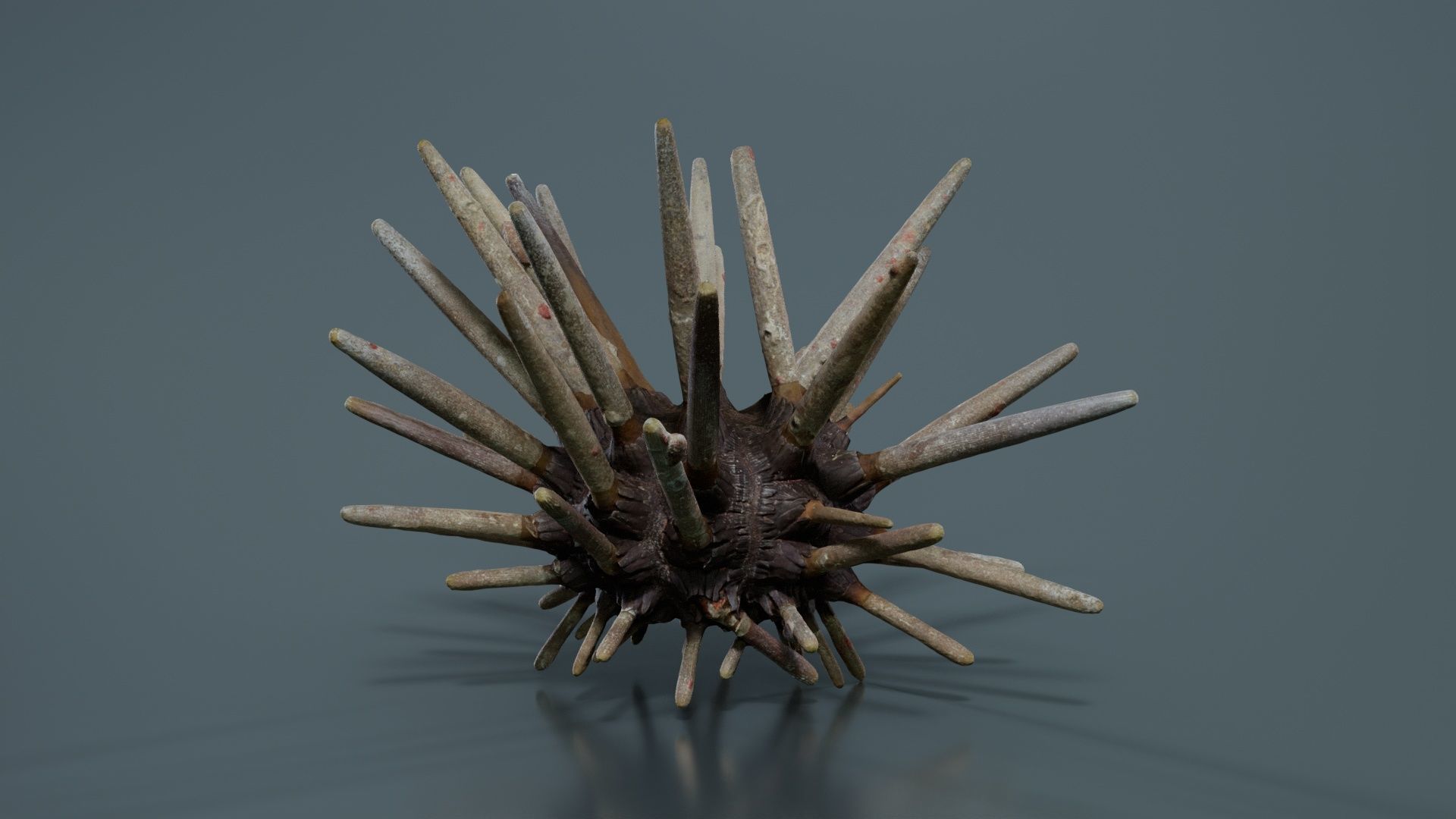 Lance Urchin Phyllacanthus Imperialis Low-poly 3D model_3
