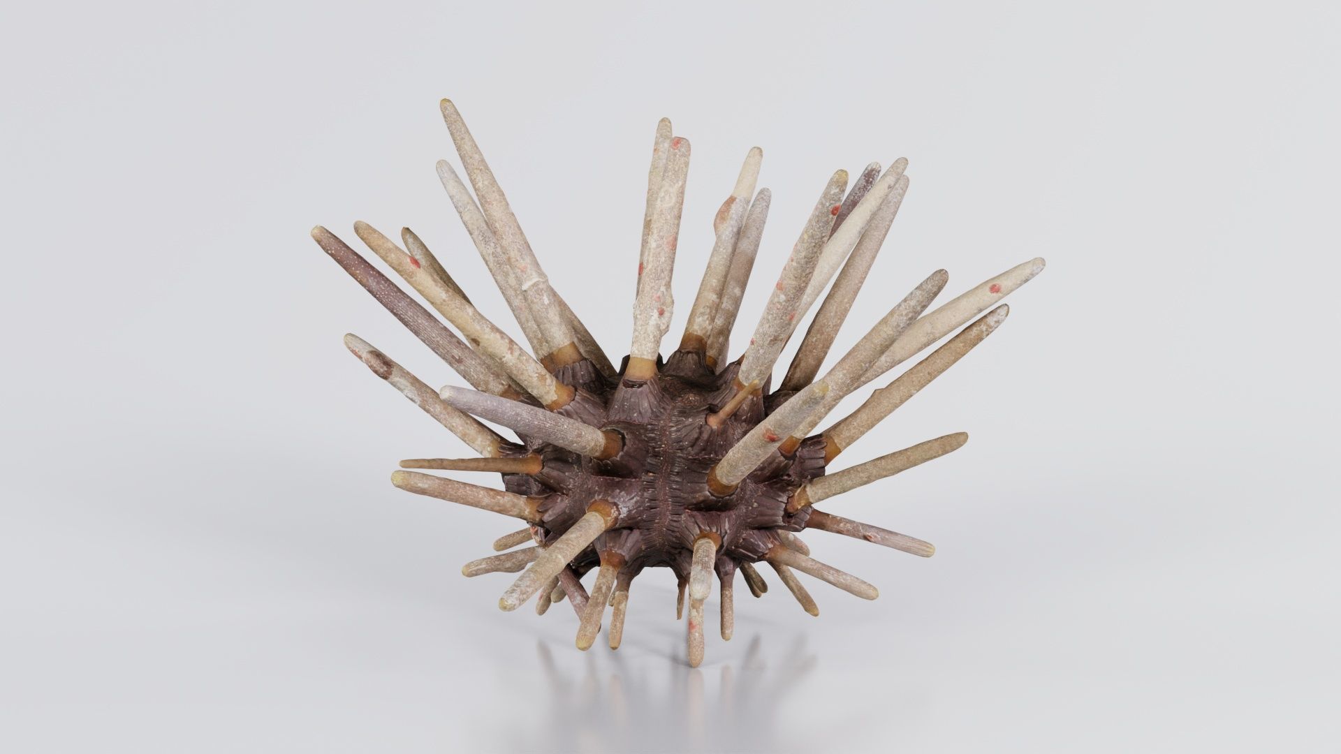 Lance Urchin Phyllacanthus Imperialis Low-poly 3D model_1