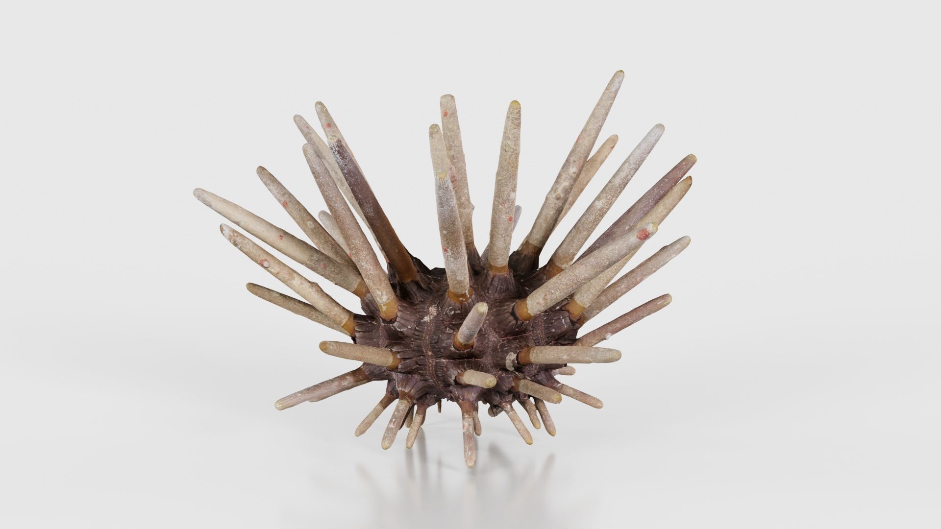 Lance Urchin Phyllacanthus Imperialis Low-poly 3D model_17