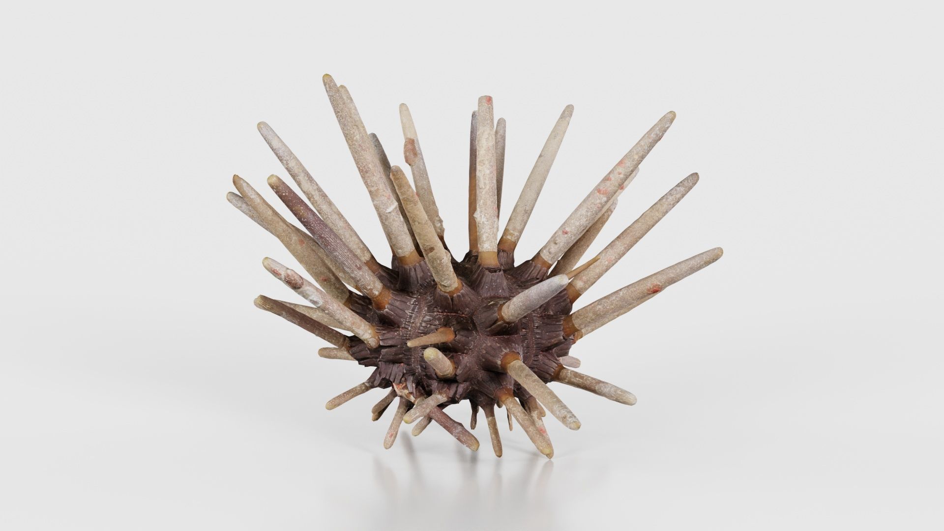Lance Urchin Phyllacanthus Imperialis Low-poly 3D model_24