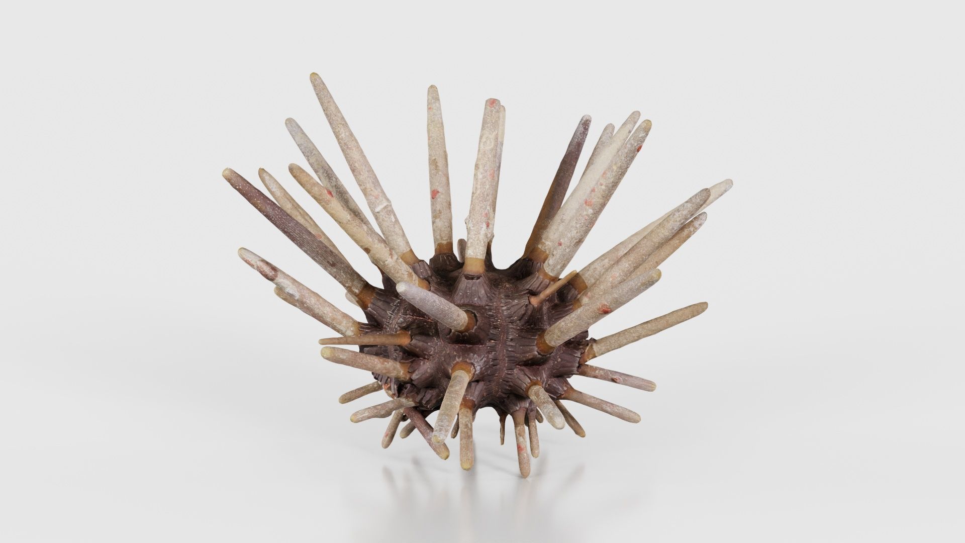 Lance Urchin Phyllacanthus Imperialis Low-poly 3D model_23