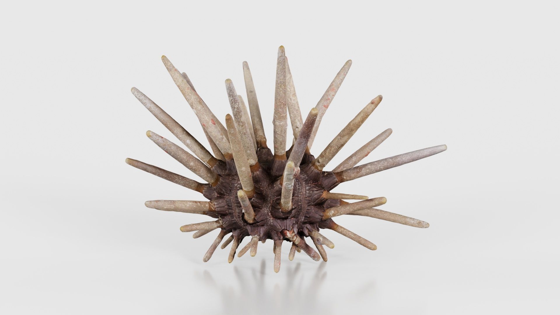 Lance Urchin Phyllacanthus Imperialis Low-poly 3D model_26