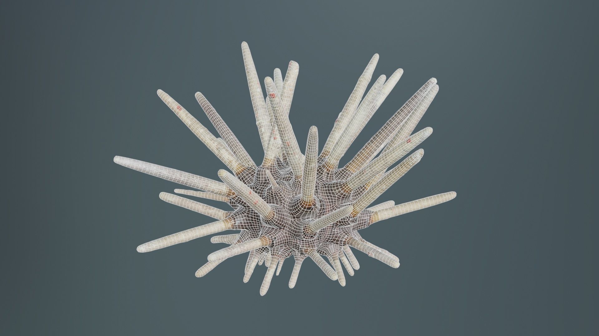 Lance Urchin Phyllacanthus Imperialis Low-poly 3D model_10