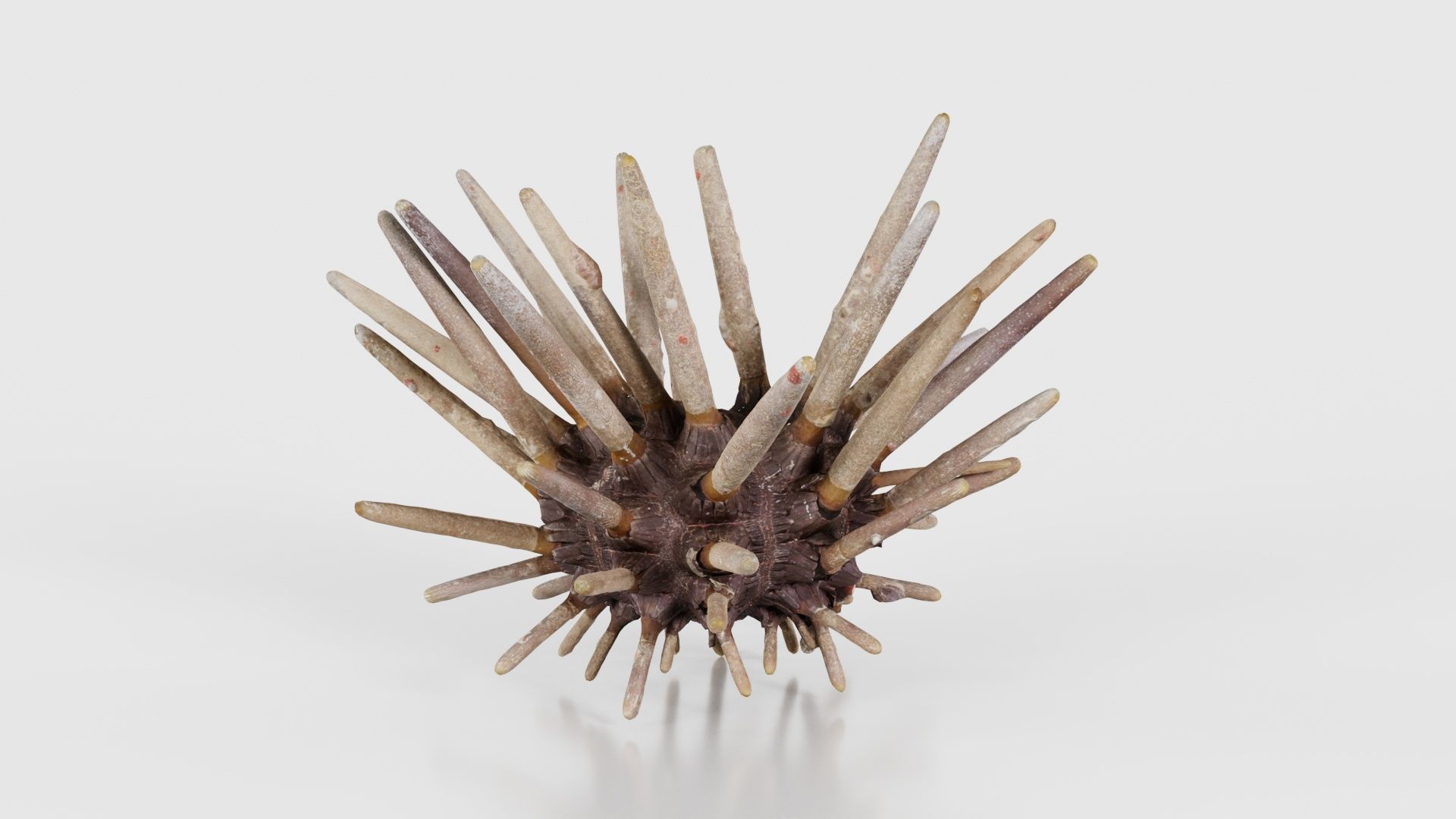 Lance Urchin Phyllacanthus Imperialis Low-poly 3D model_16