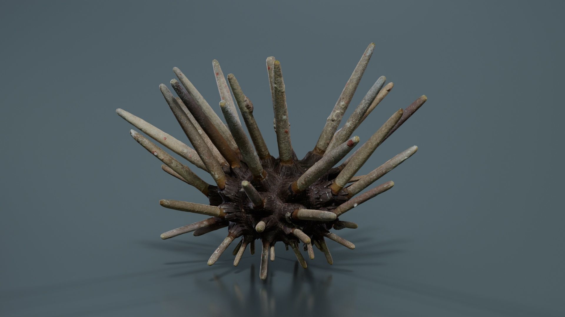 Lance Urchin Phyllacanthus Imperialis Low-poly 3D model_2