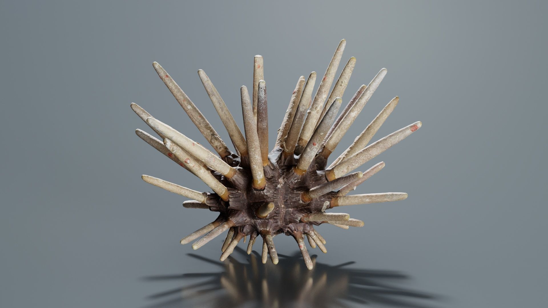 Lance Urchin Phyllacanthus Imperialis Low-poly 3D model_4