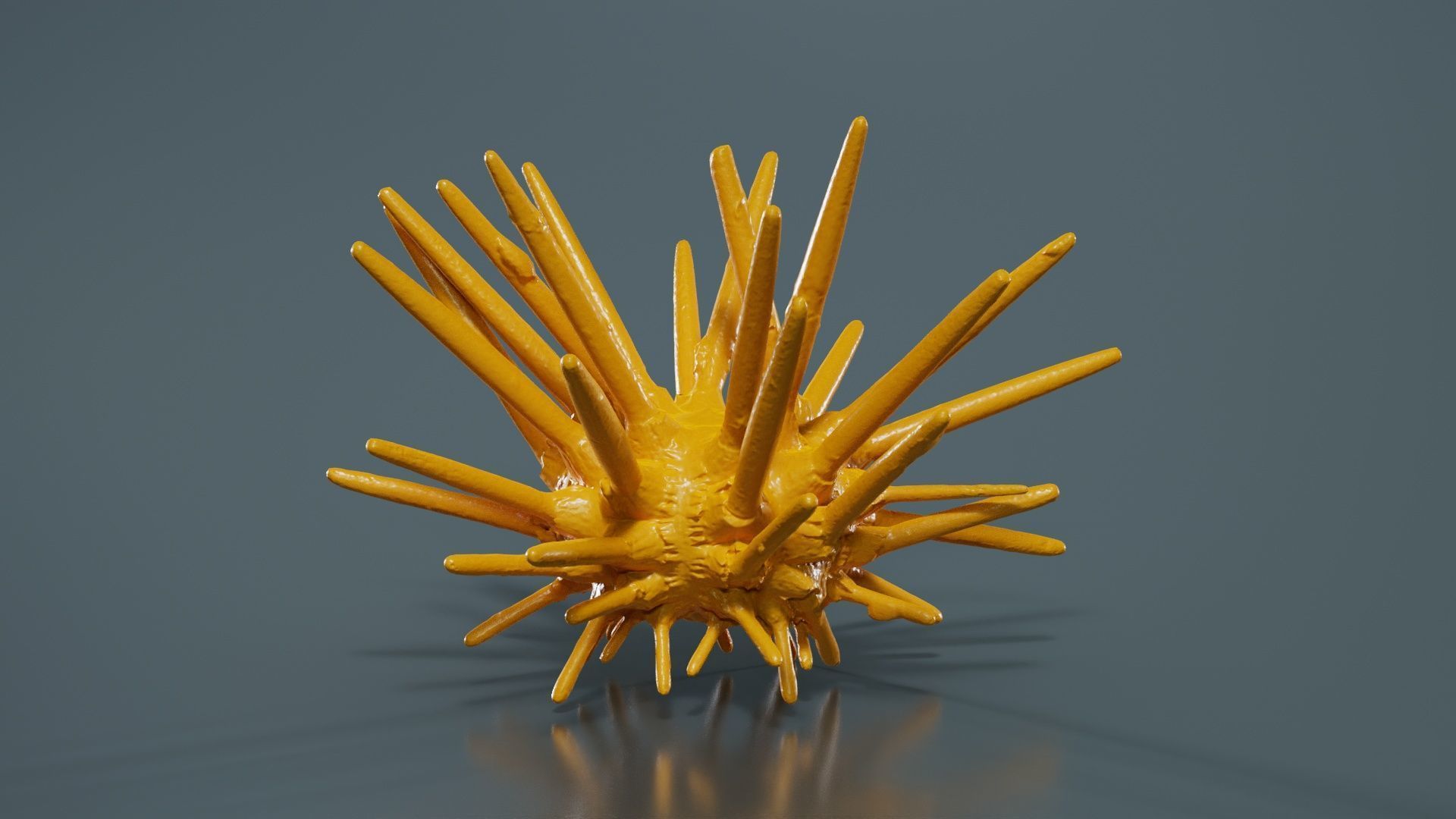 Lance Urchin Phyllacanthus Imperialis Low-poly 3D model_12