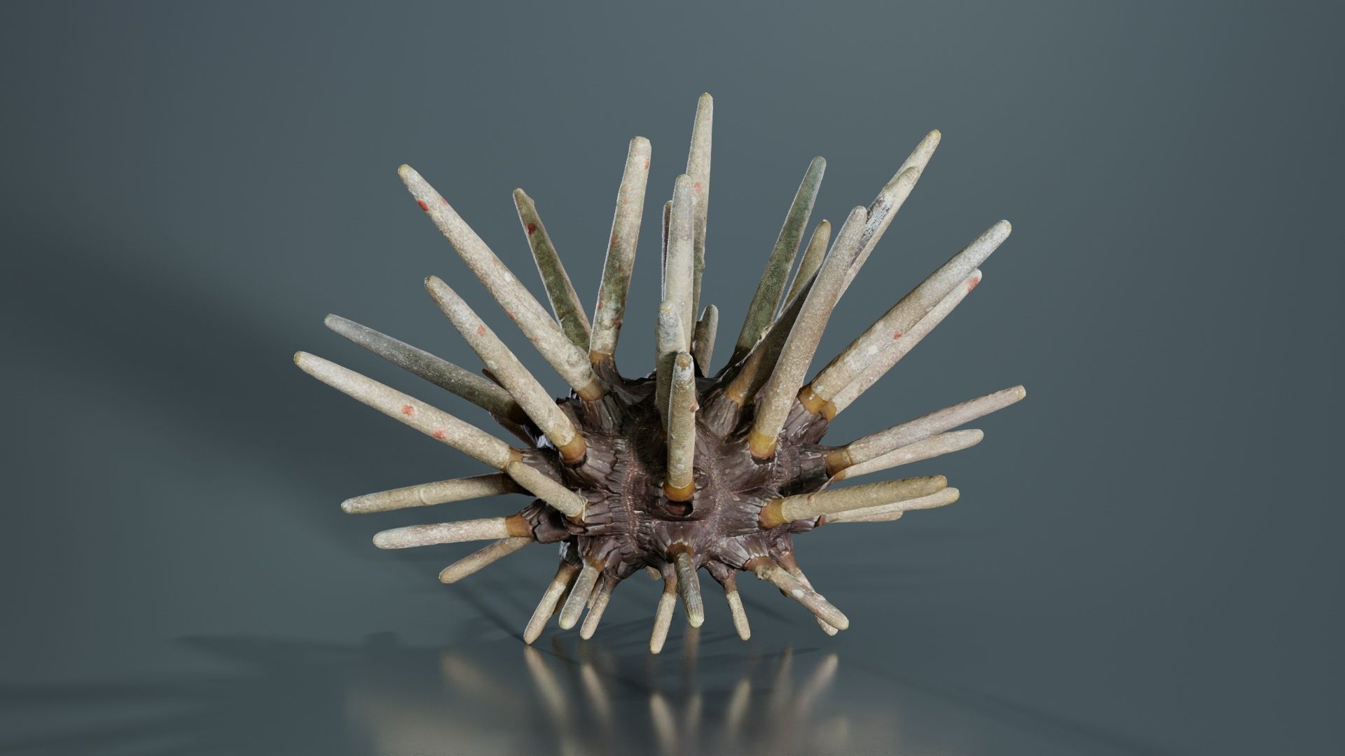 Lance Urchin Phyllacanthus Imperialis Low-poly 3D model_7