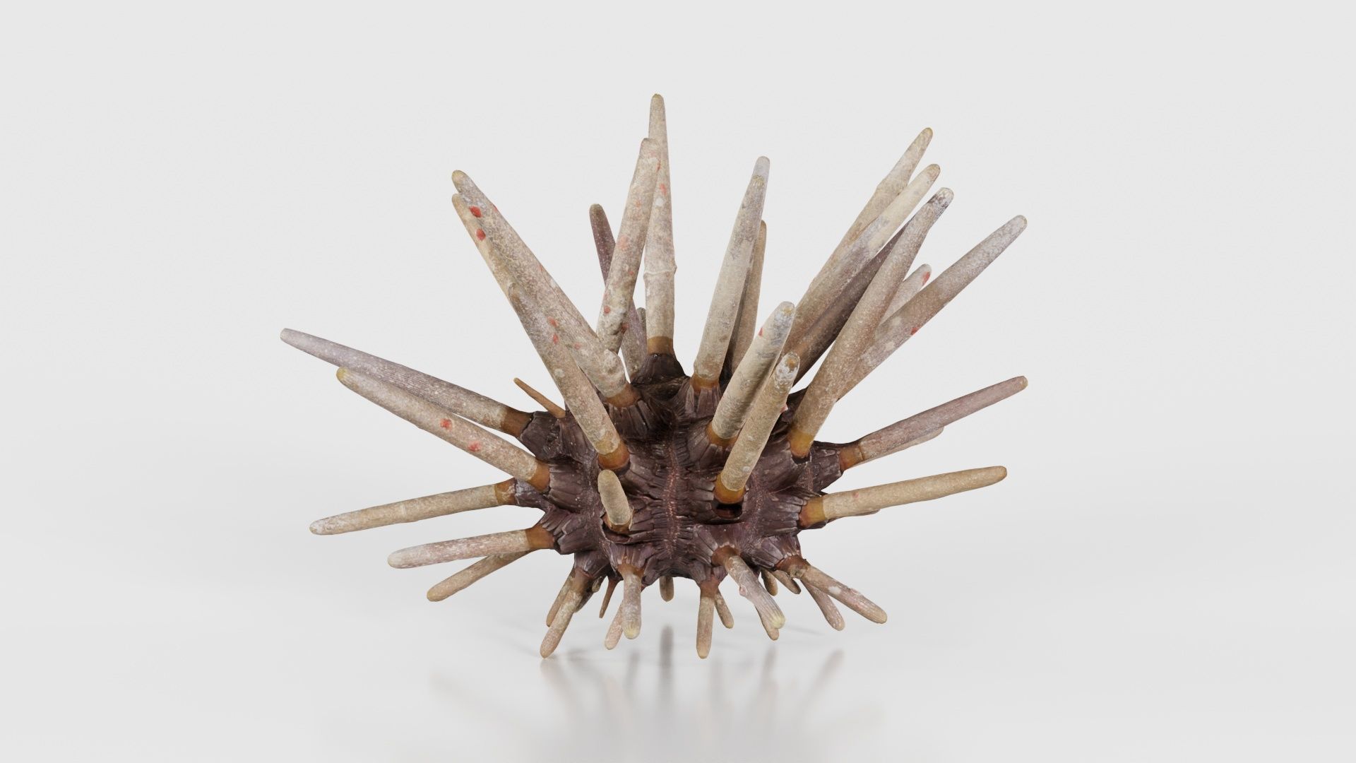 Lance Urchin Phyllacanthus Imperialis Low-poly 3D model_20