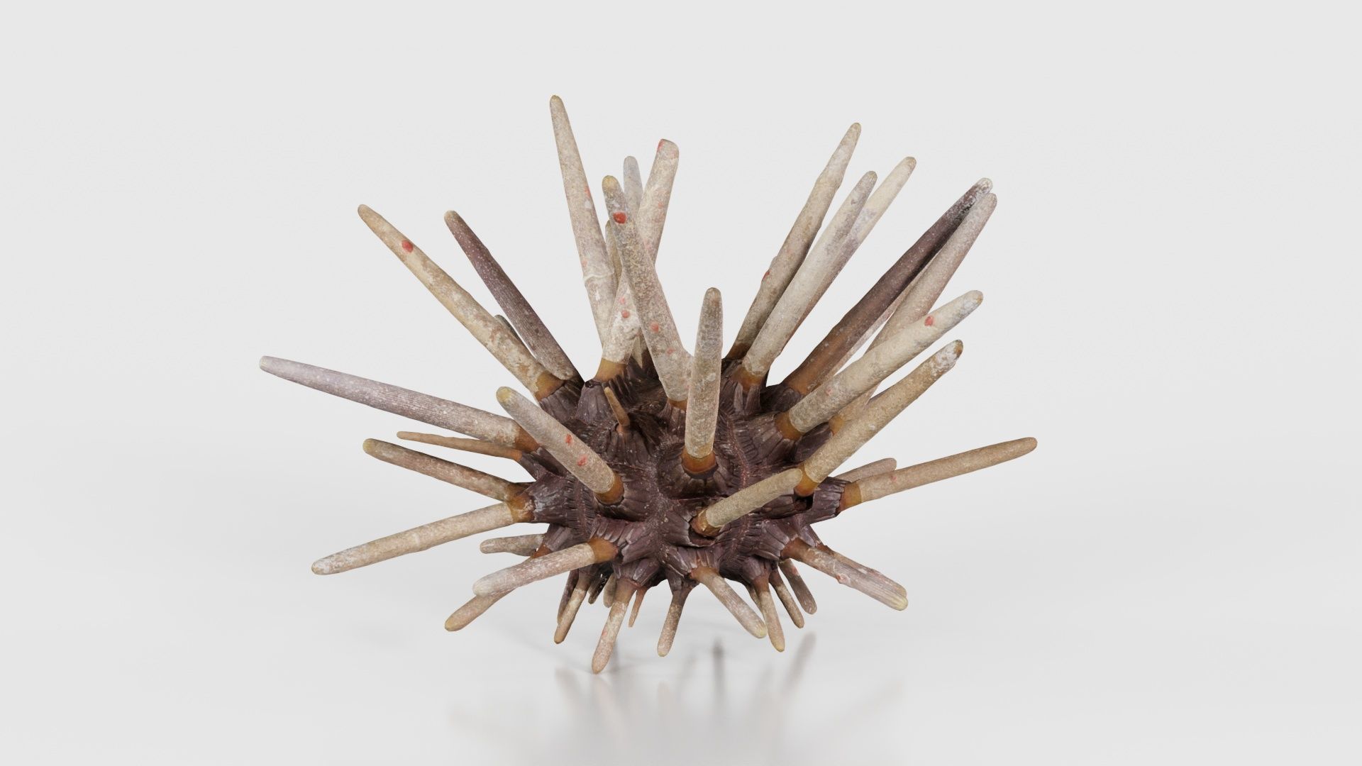 Lance Urchin Phyllacanthus Imperialis Low-poly 3D model_21