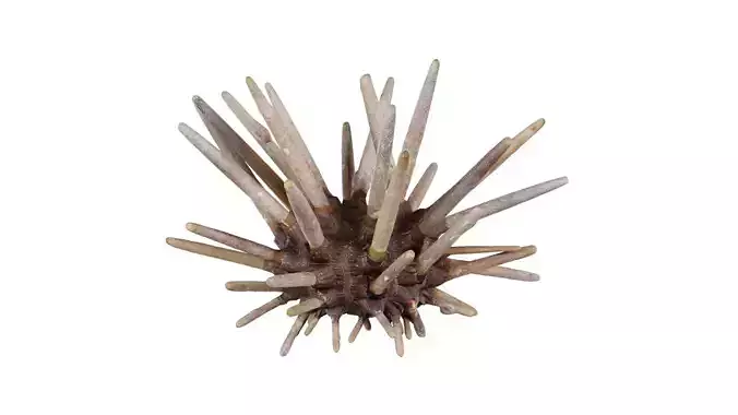 Lance Urchin Phyllacanthus Imperialis Low-poly 3D model Lance Urchin Phyllacanthus Imperialis Low-poly 3D model