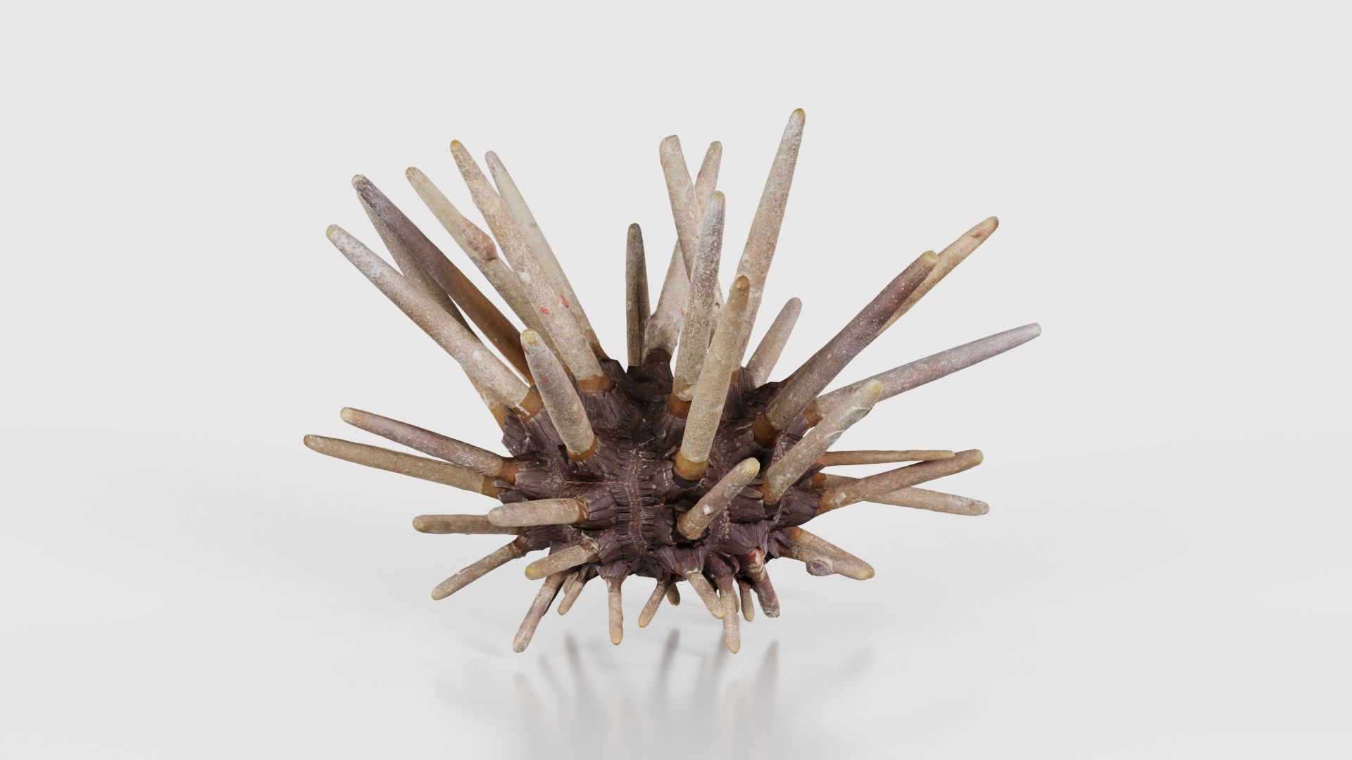 Lance Urchin Phyllacanthus Imperialis Low-poly 3D model_15