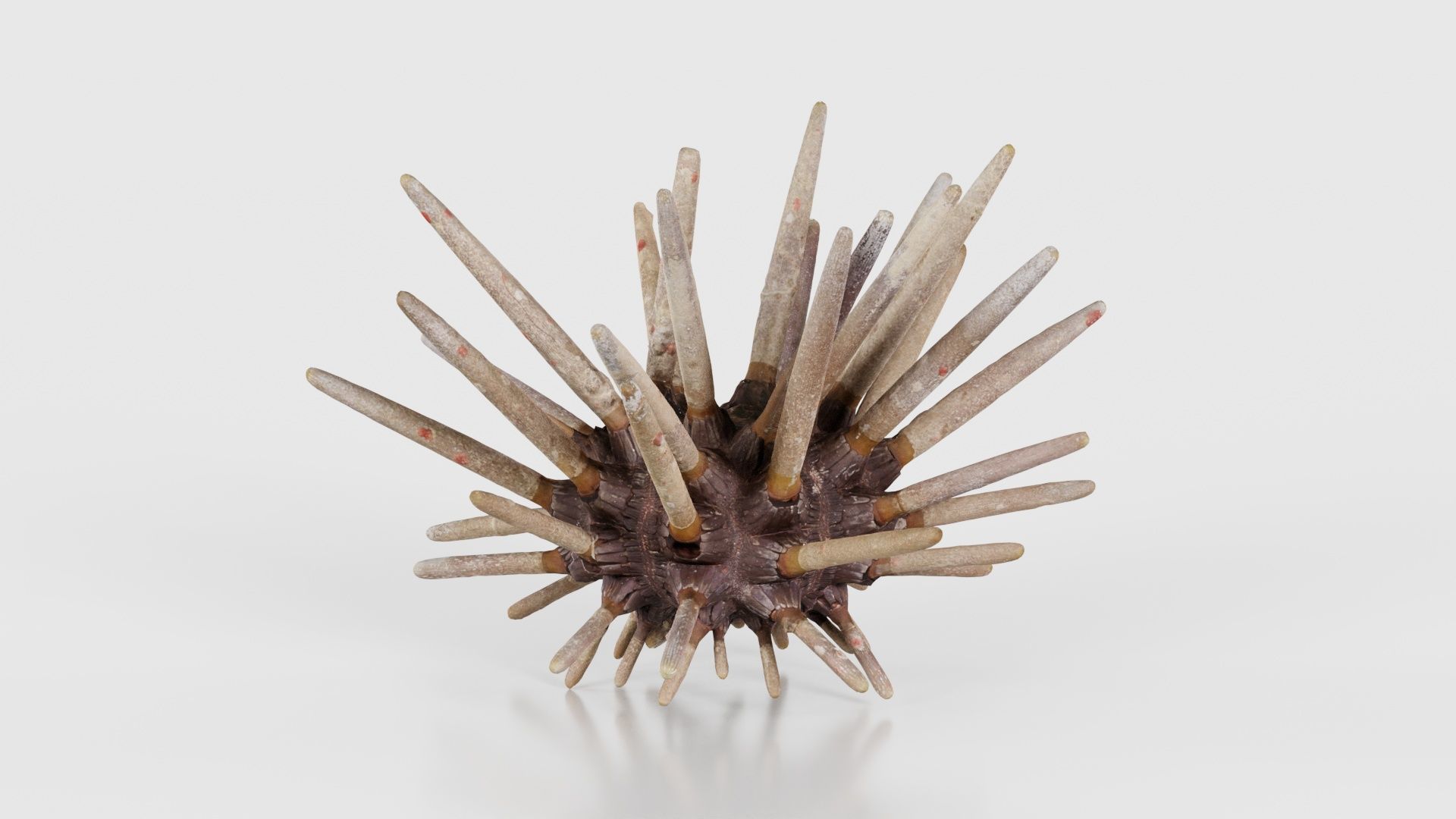 Lance Urchin Phyllacanthus Imperialis Low-poly 3D model_19