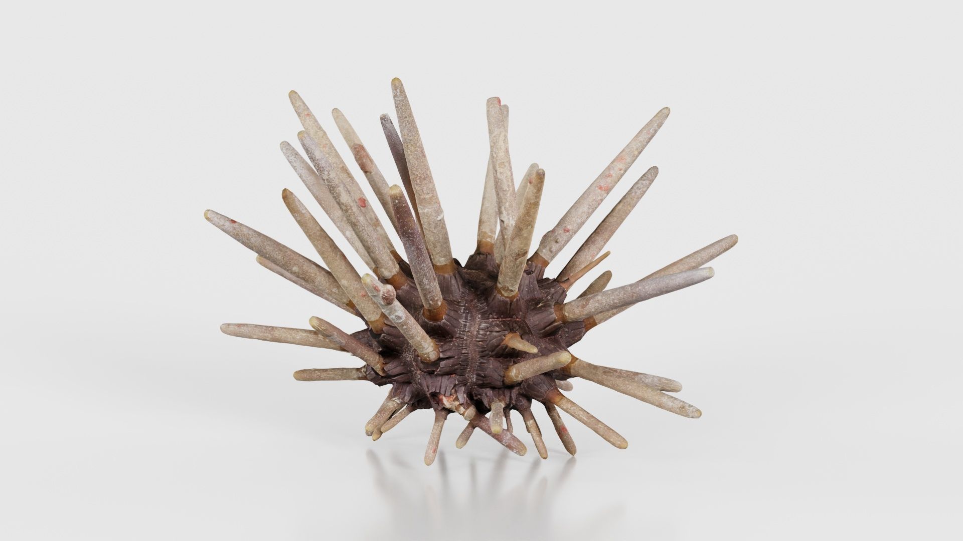 Lance Urchin Phyllacanthus Imperialis Low-poly 3D model_25