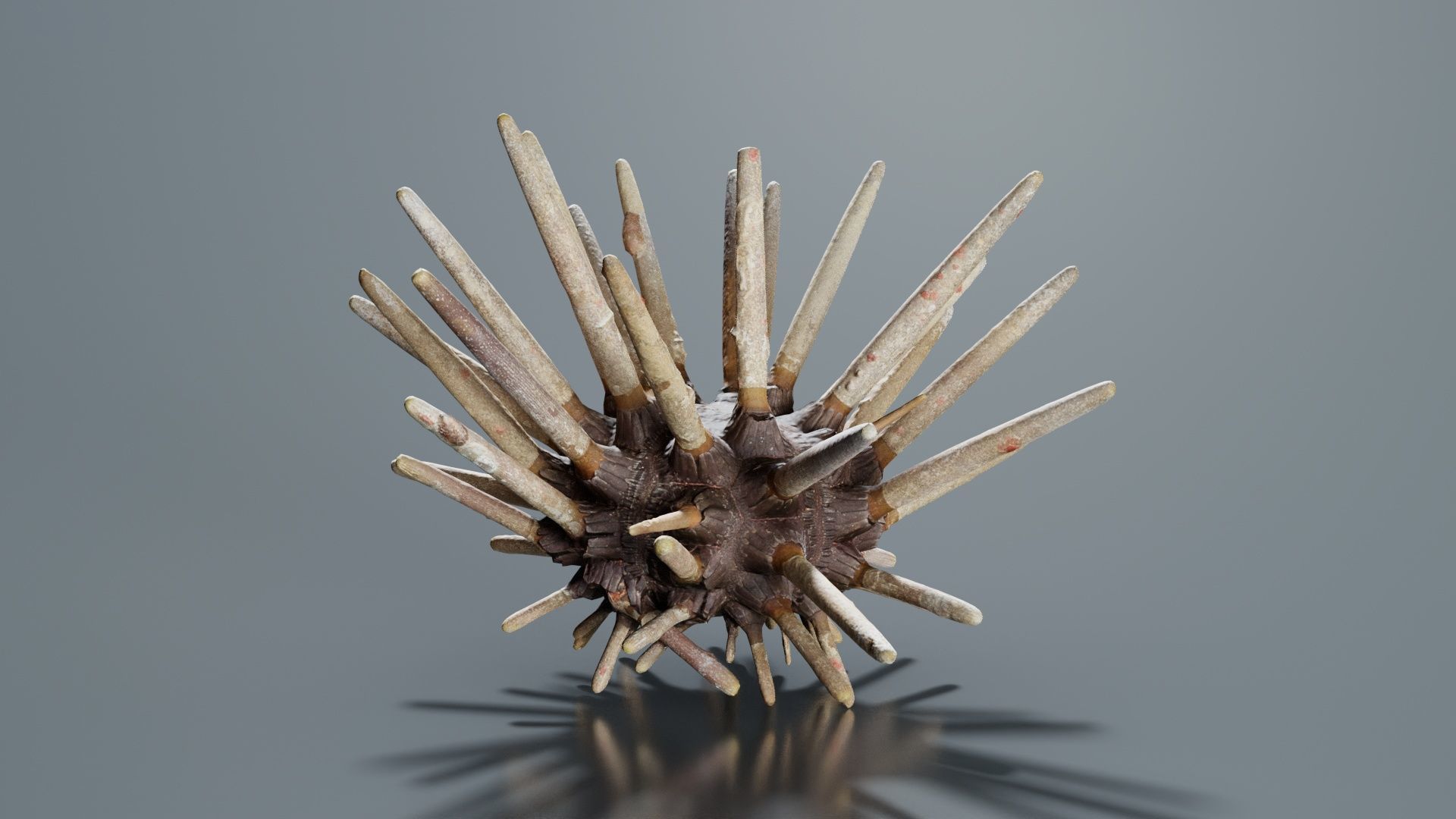 Lance Urchin Phyllacanthus Imperialis Low-poly 3D model_6