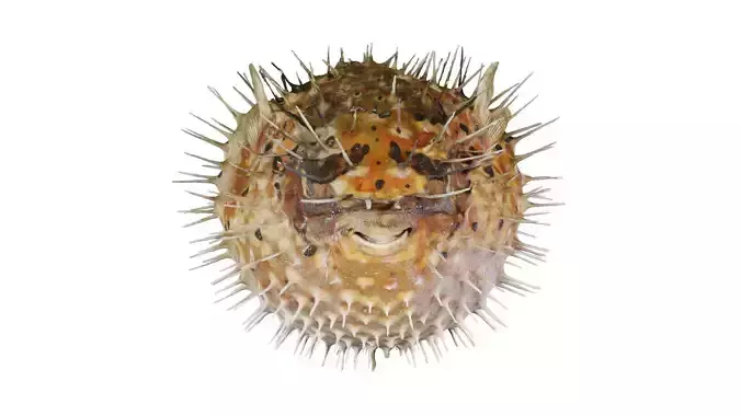 Pufferfish Porcupinefish Diodontidae Low-poly 3D model