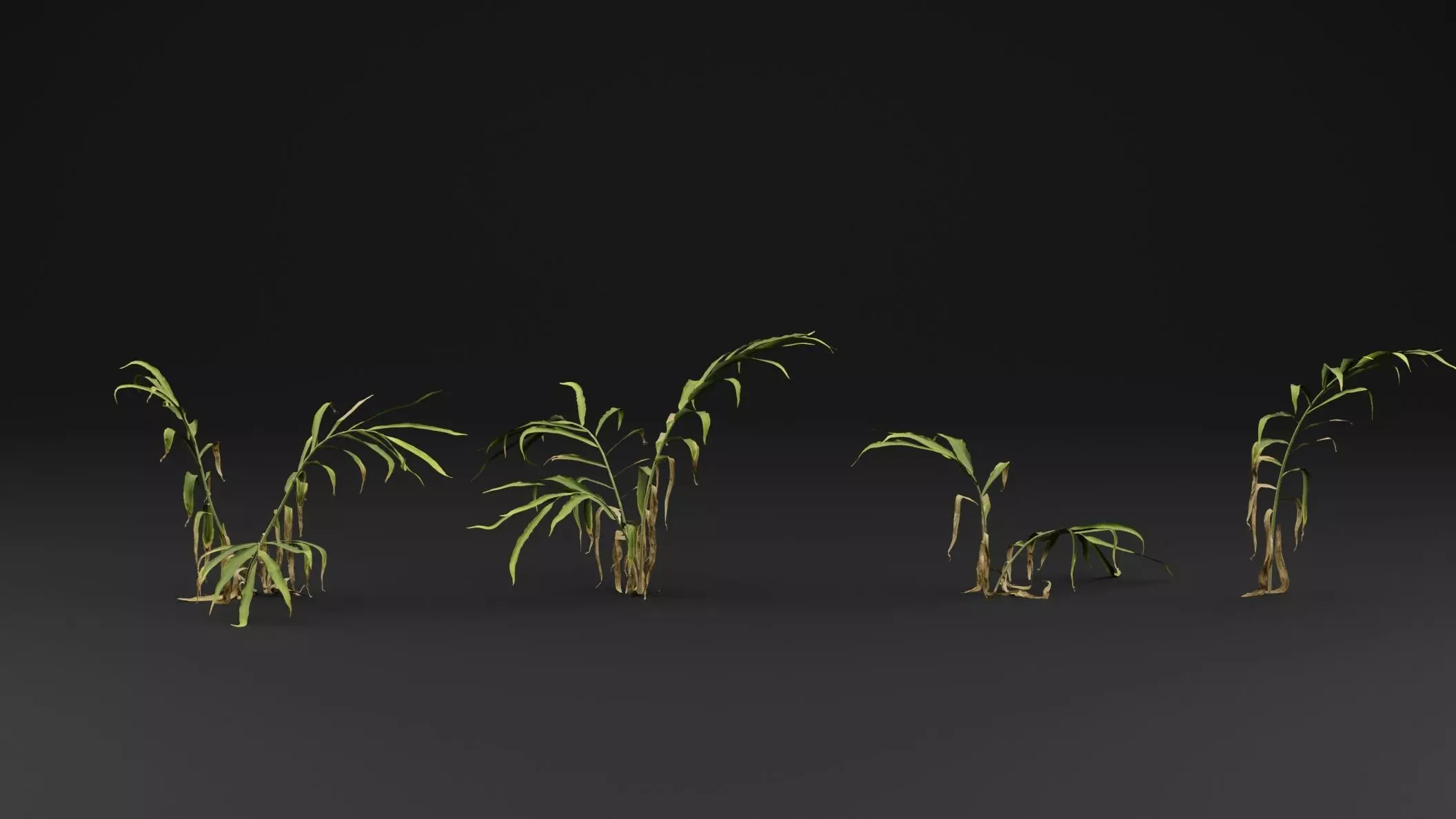 Ginger plant 3D model_1