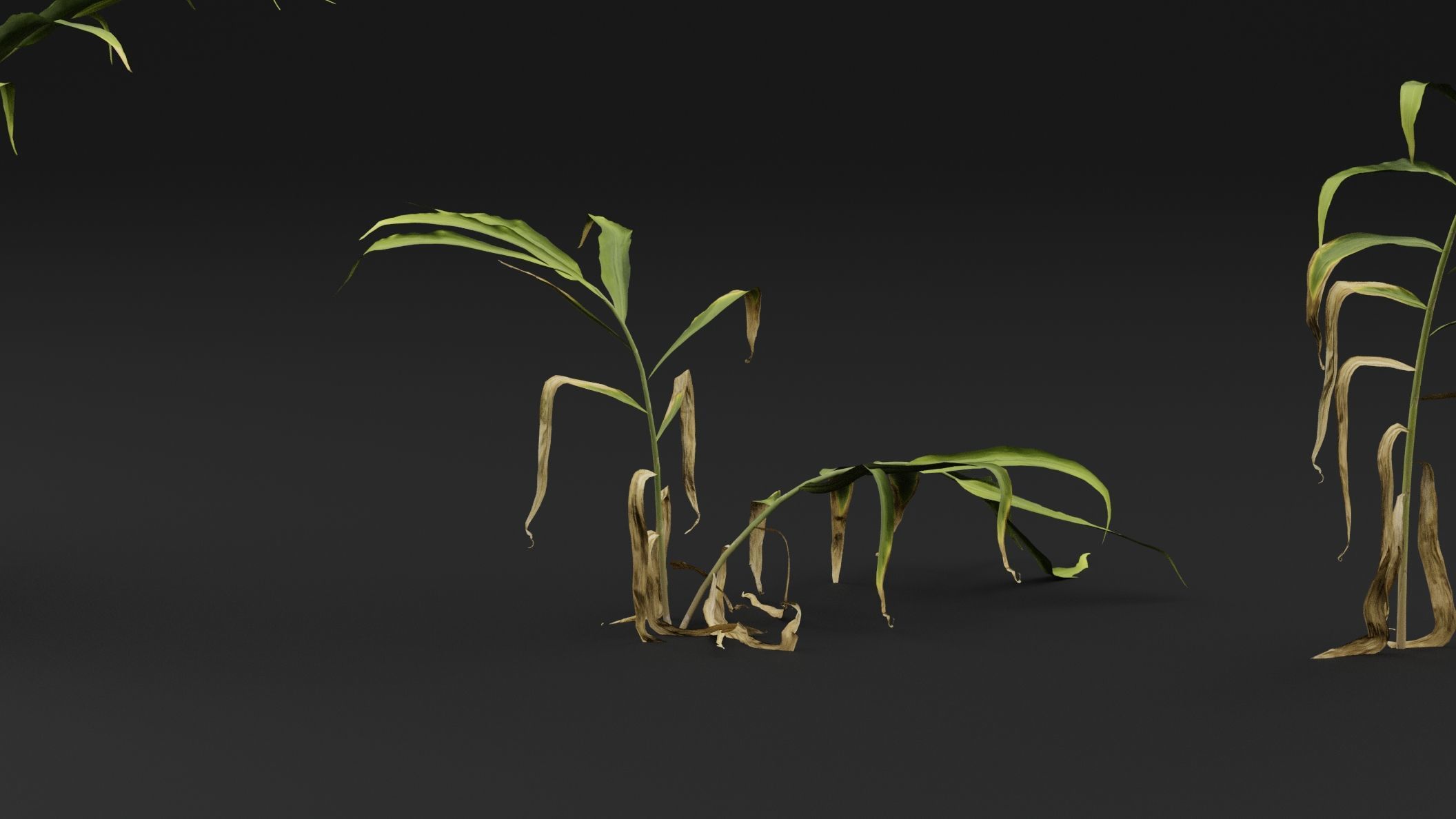 Ginger plant 3D model_2