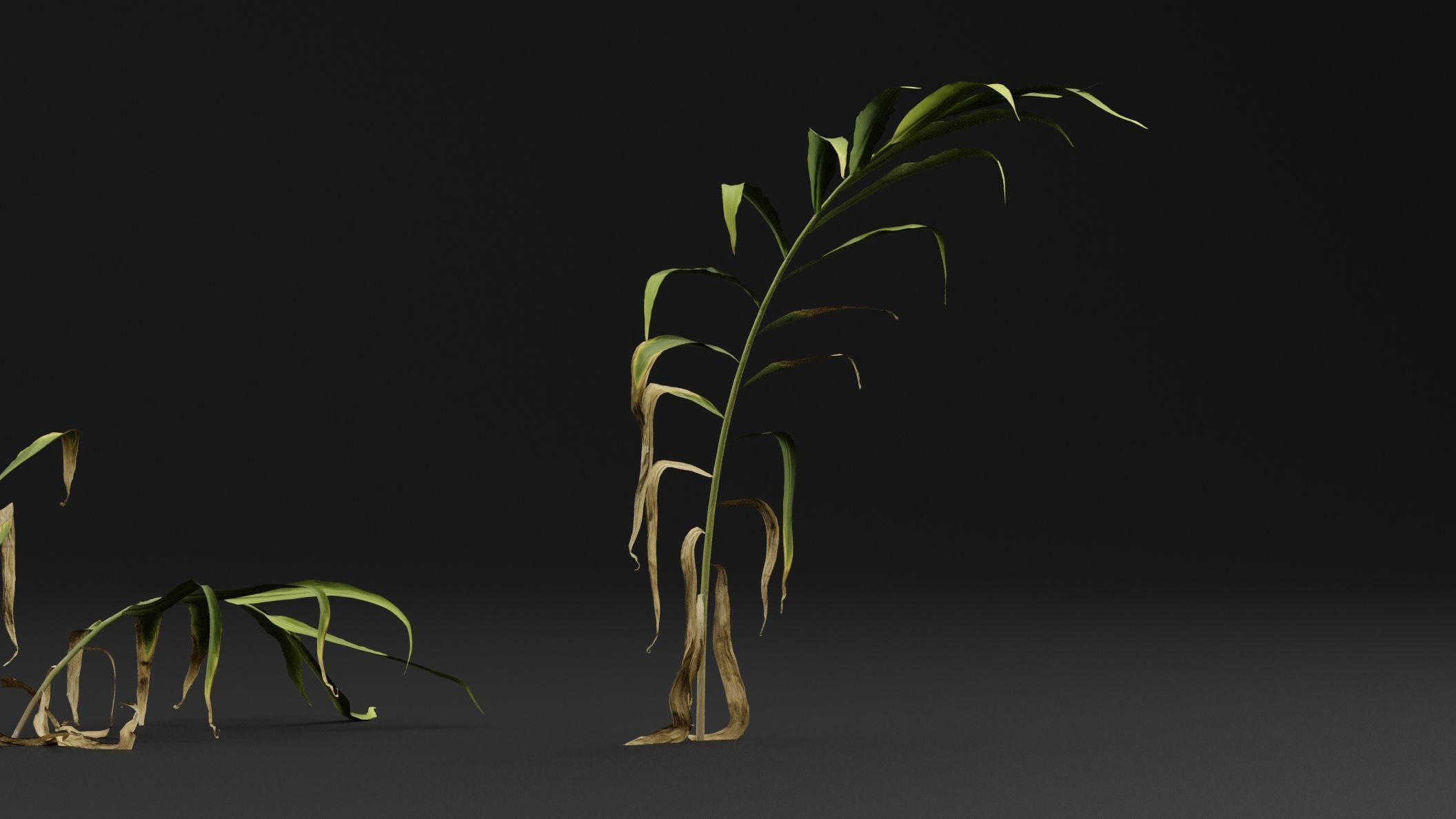Ginger plant 3D model_3