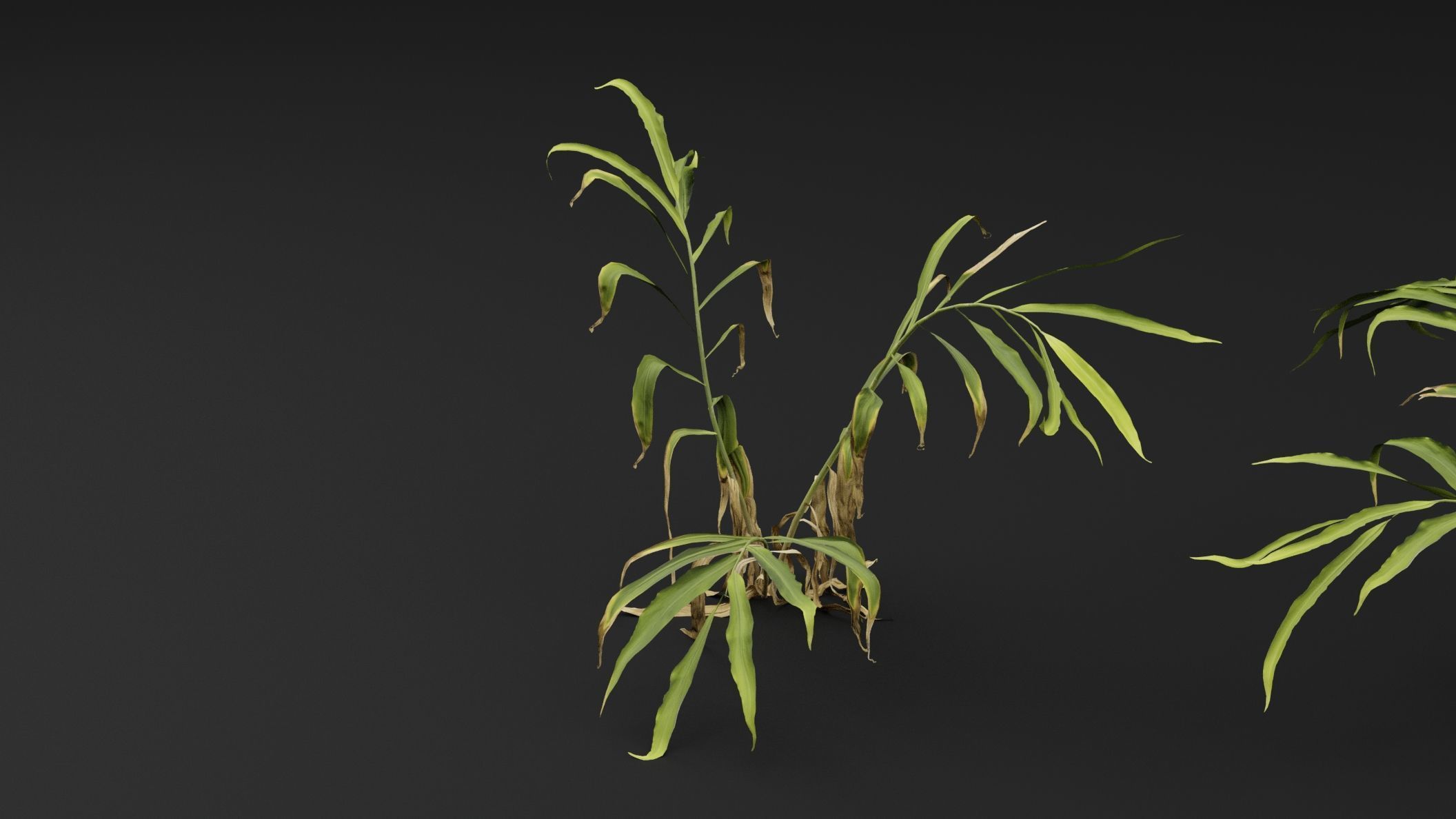Ginger plant 3D model_4
