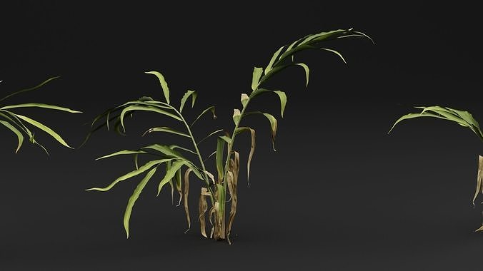Ginger plant 3D model