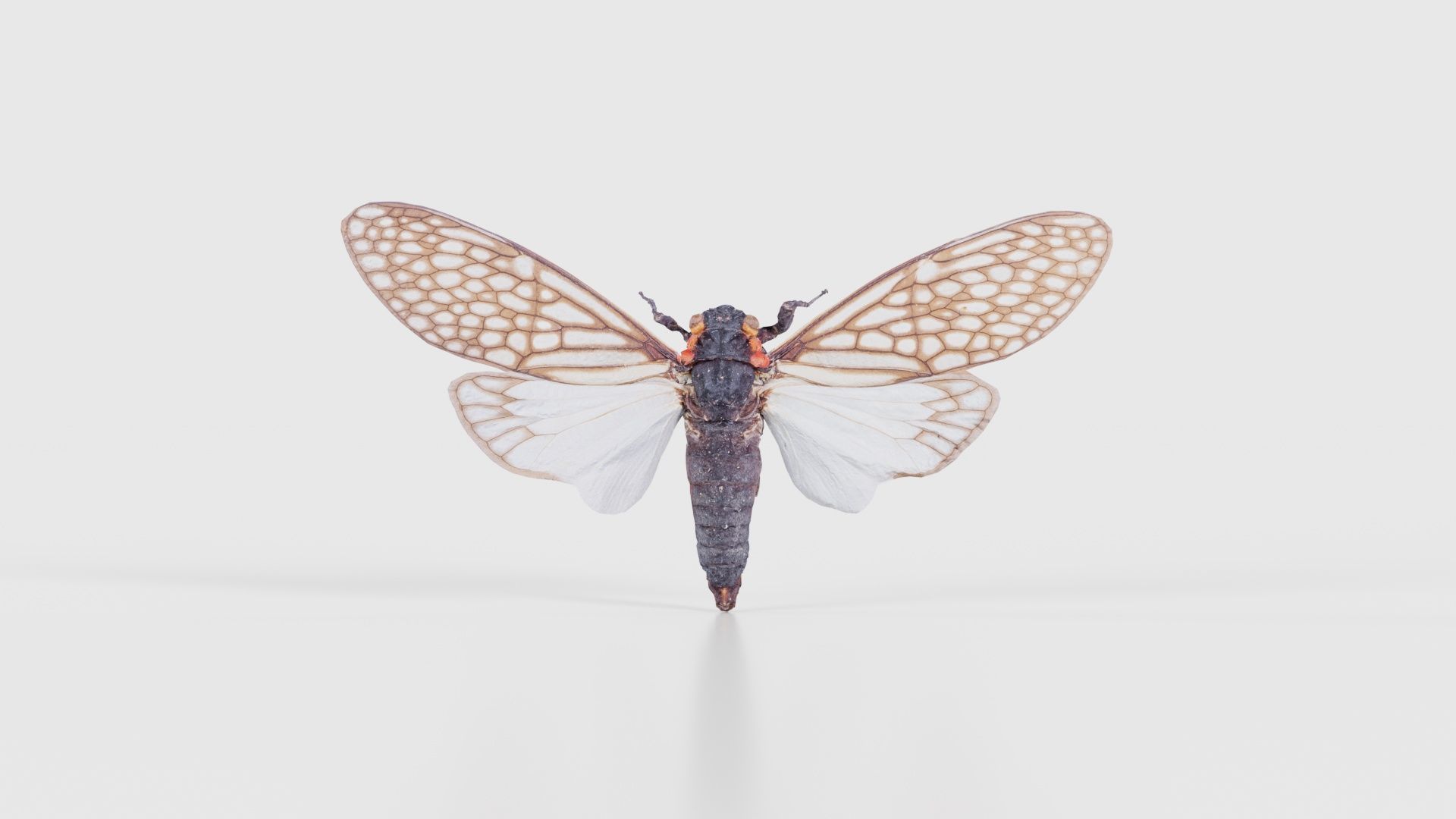 Ambragaena Palatinus China Low-poly 3D model_15