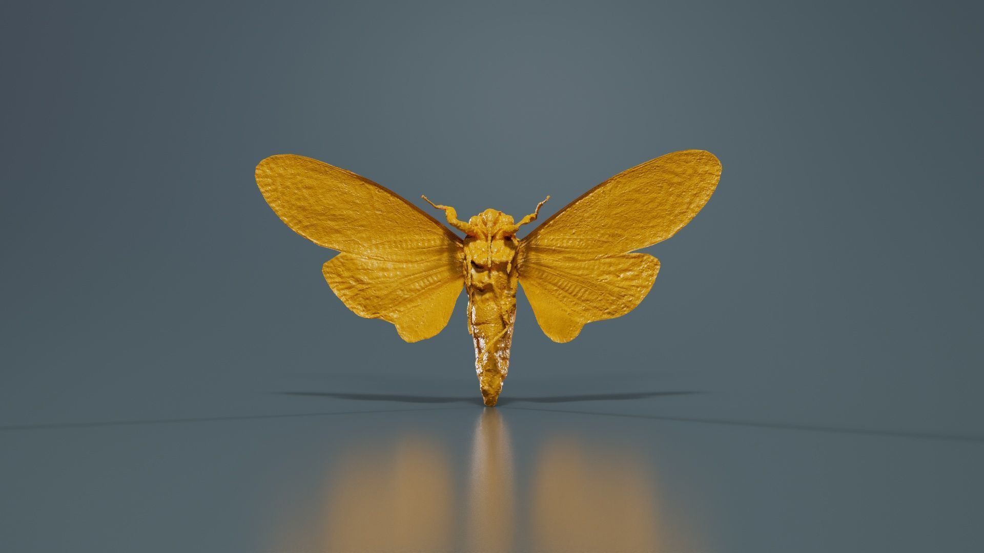 Ambragaena Palatinus China Low-poly 3D model_13