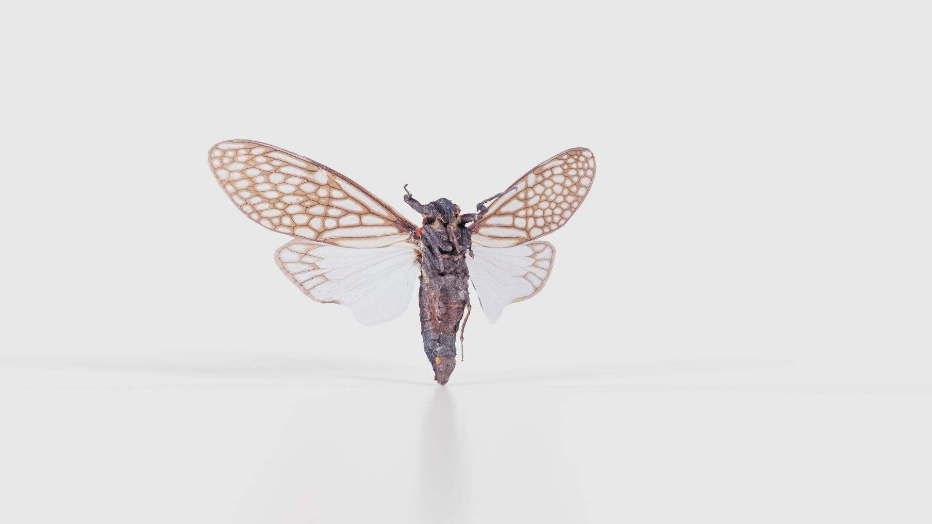 Ambragaena Palatinus China Low-poly 3D model_22