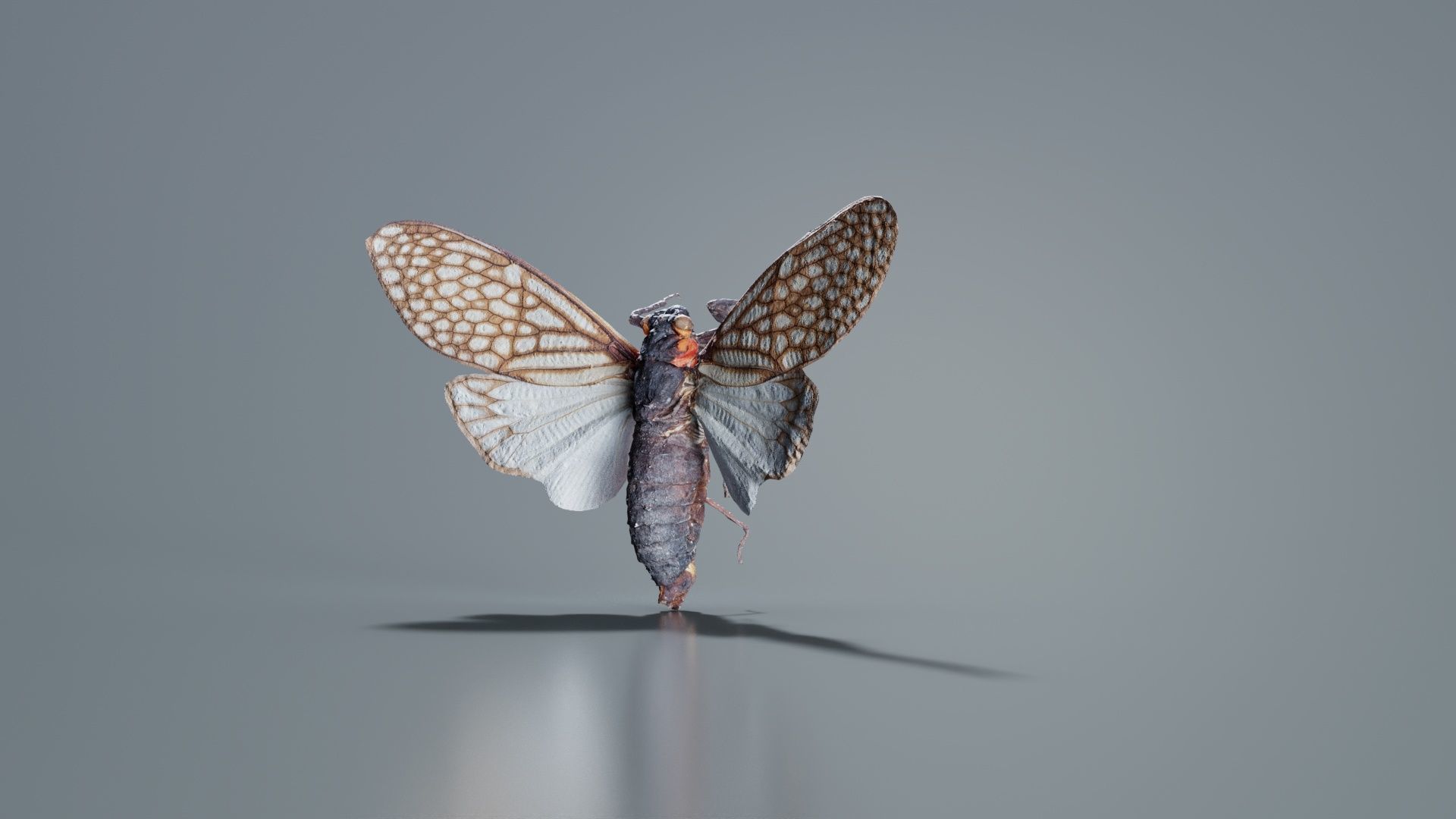 Ambragaena Palatinus China Low-poly 3D model_1