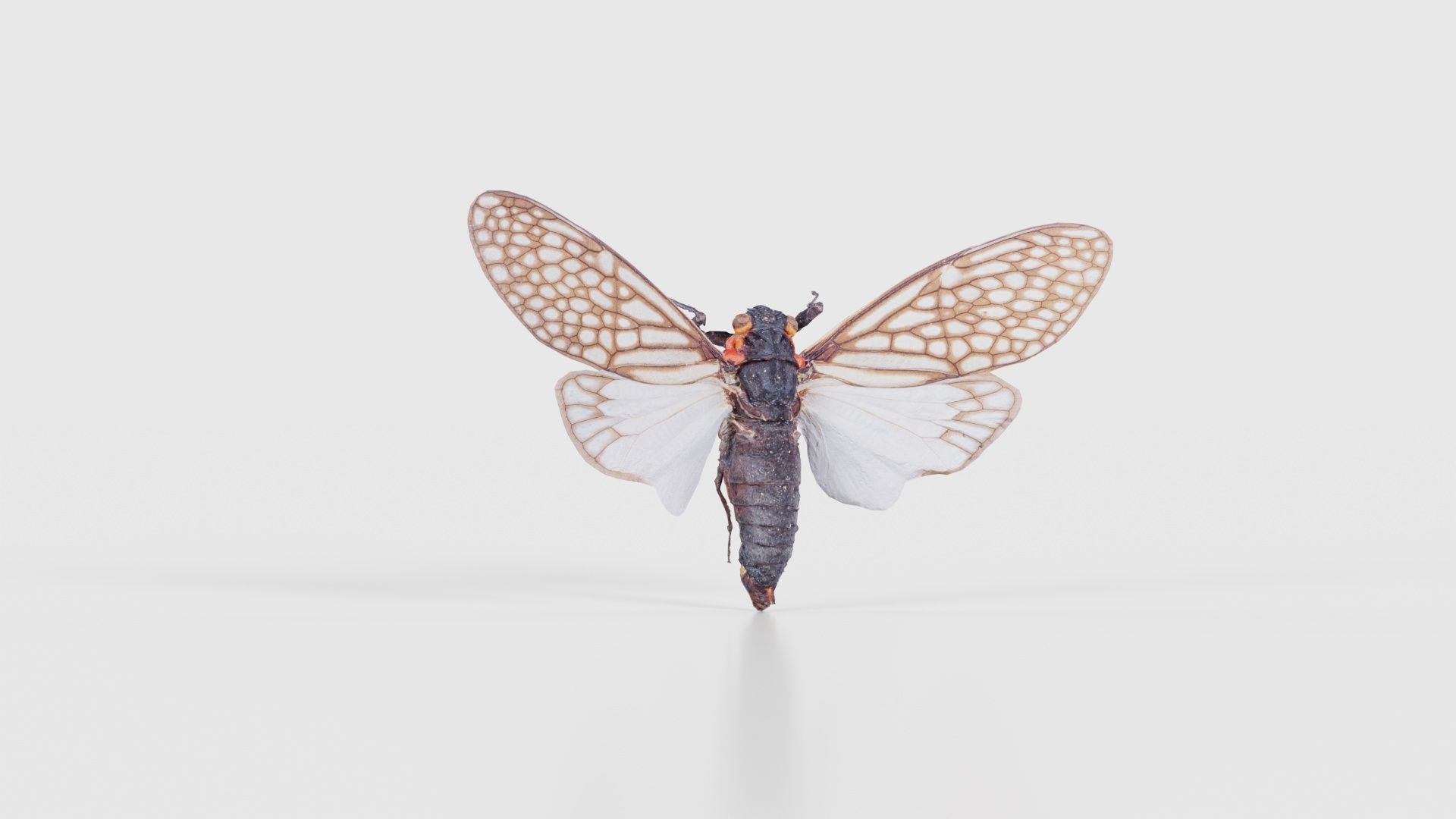 Ambragaena Palatinus China Low-poly 3D model_16