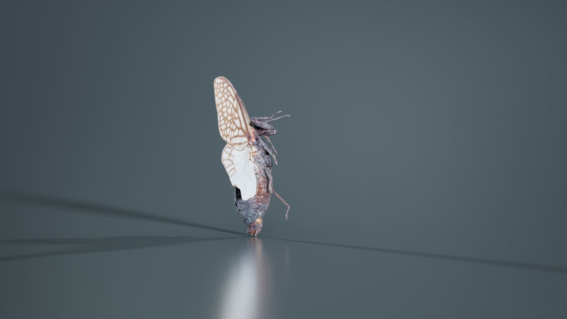 Ambragaena Palatinus China Low-poly 3D model_3