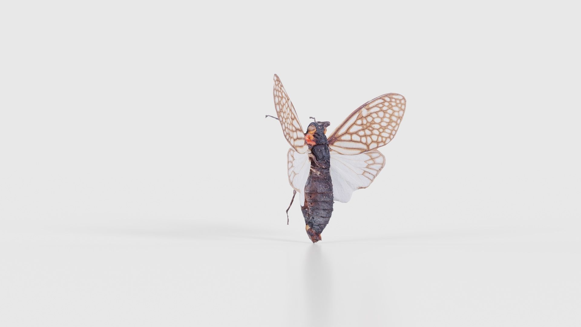 Ambragaena Palatinus China Low-poly 3D model_17